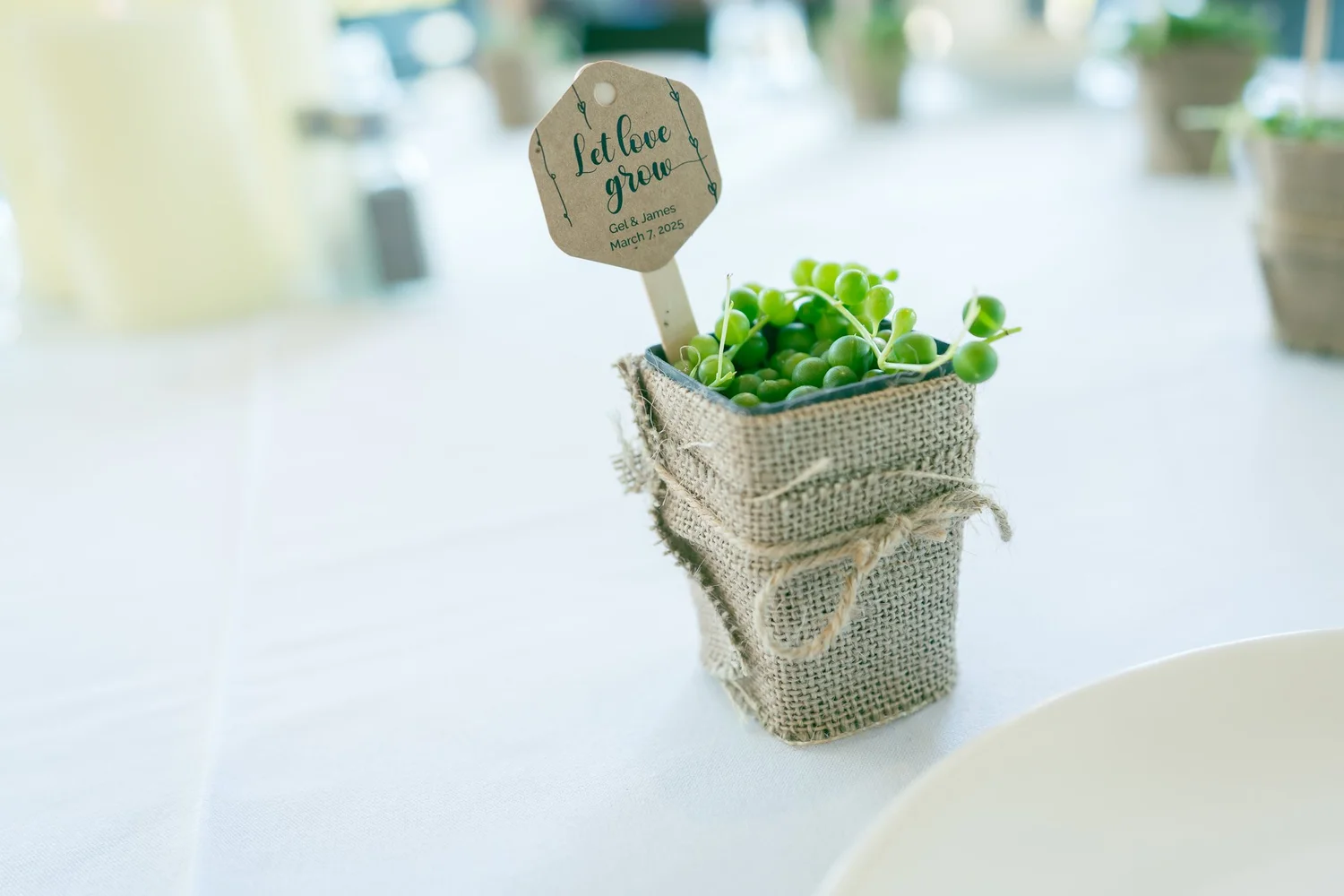 A small potted herb wedding favour on a table