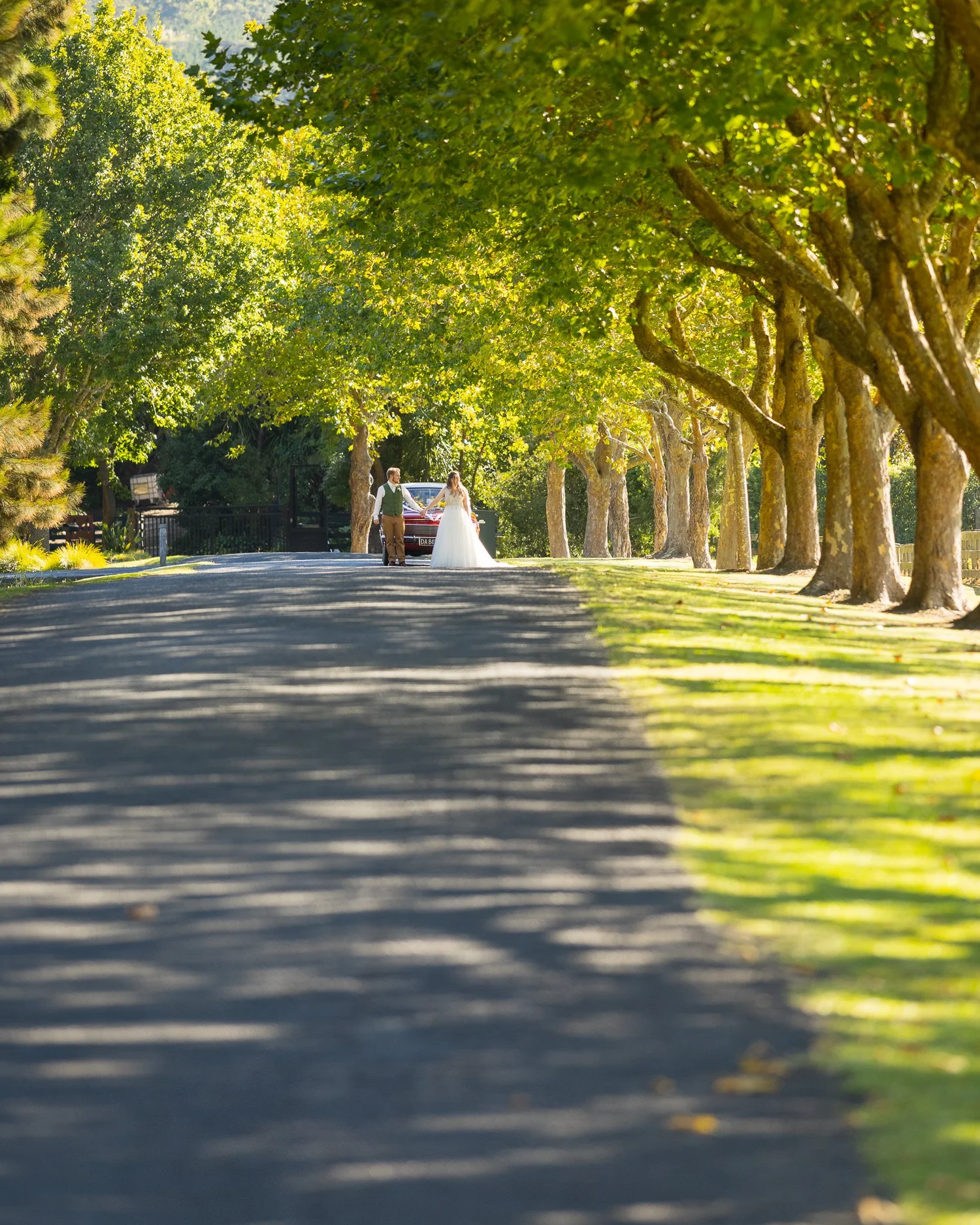 A vintage car drives down a tree-lined road