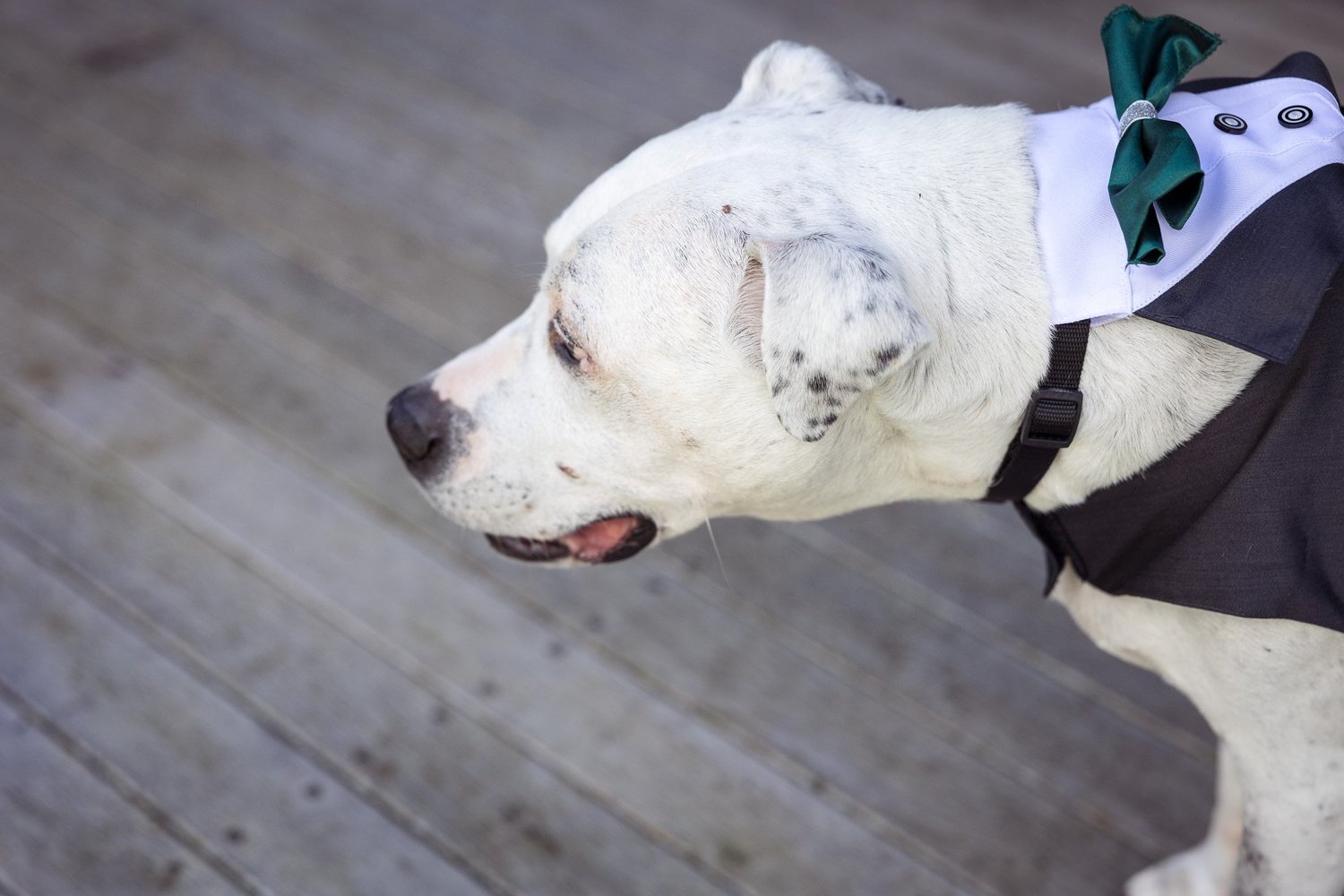 Lumi the dog in a bow tie at Settlers Country Manor