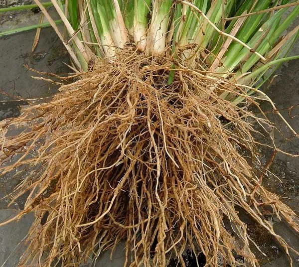 vetiver-4101329386.jpg