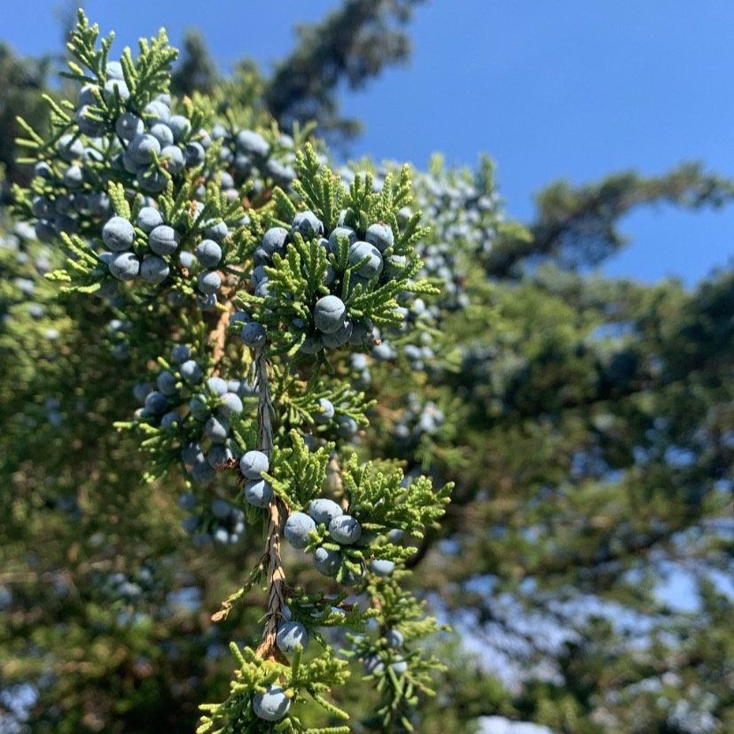 Juniper Tree Essence