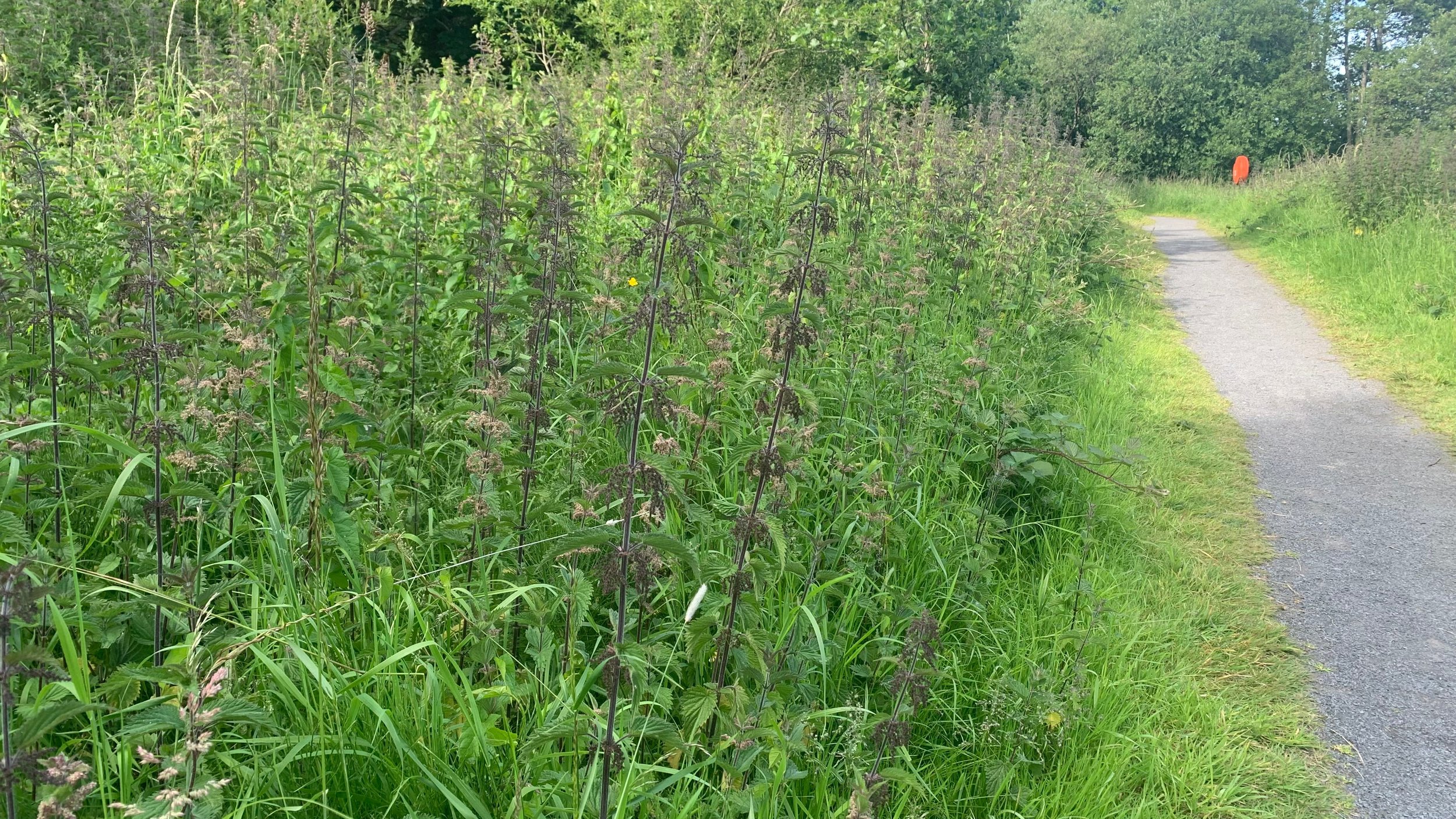 nettle patch.jpg