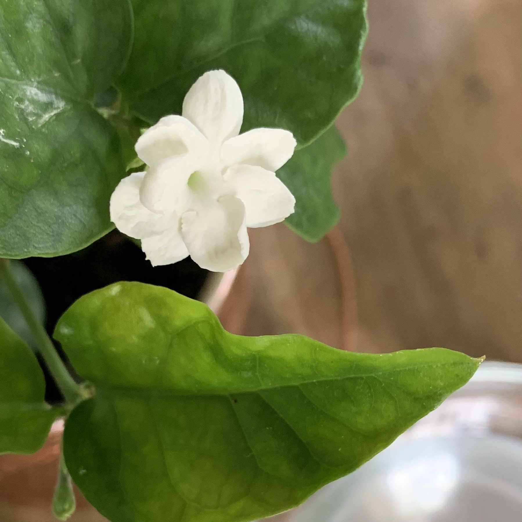 Jasmine Essence