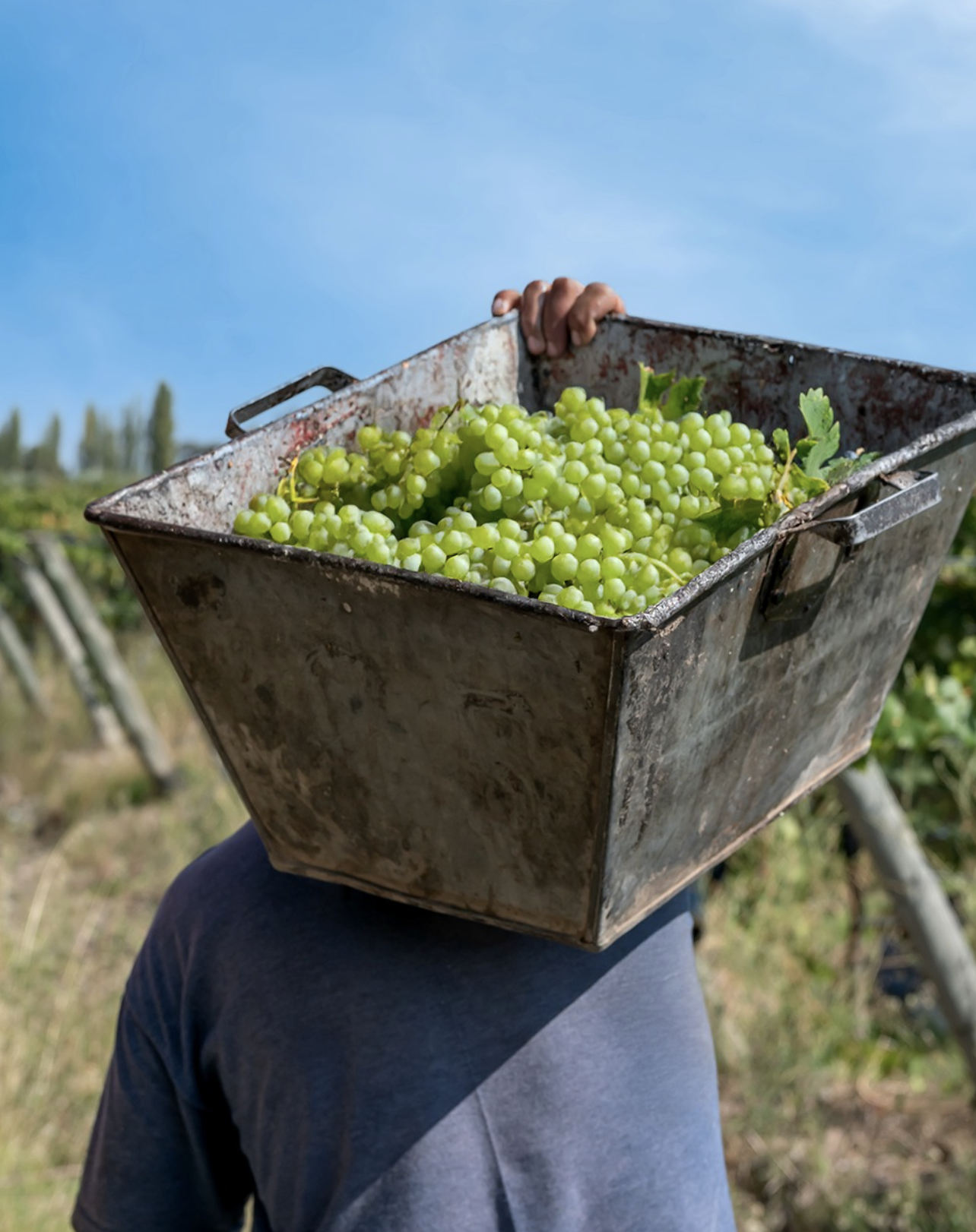 Person holding an old metal basket filled with green grapes in a vineyard.