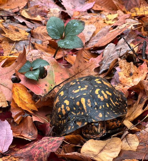An Eastern Box Turtle, ready to burrow under autumn leaves to hibernate for the winter