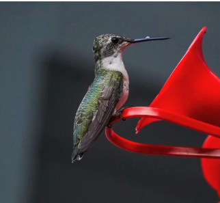 Creating Sacred Spaces For Your Feathered Friends