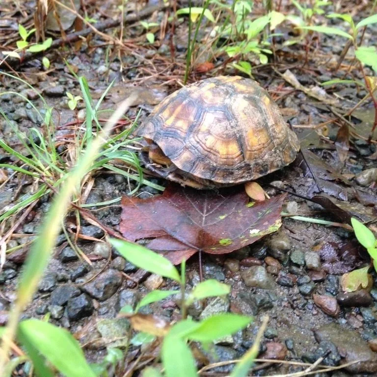 Before You Mow: A Note About Box Turtles