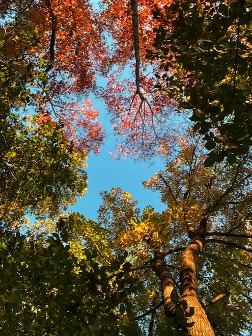 A view looking up at autumn foliage