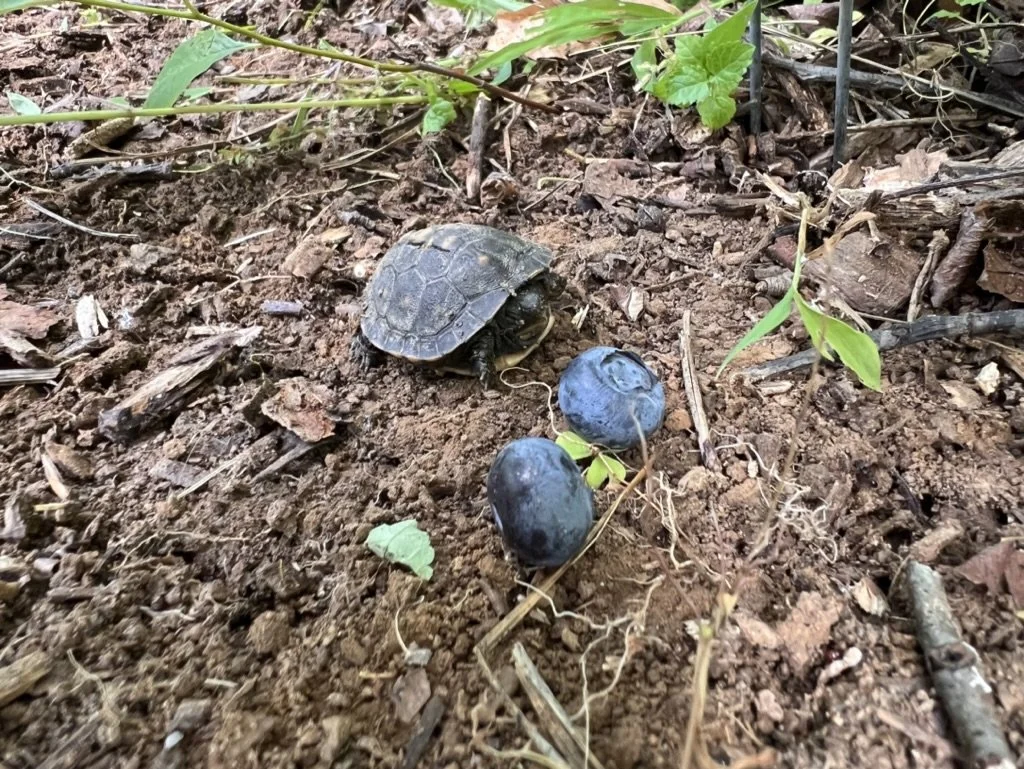 A tiny box turtle, almost dwarfed by a pile of blueberries placed next to it in a garden