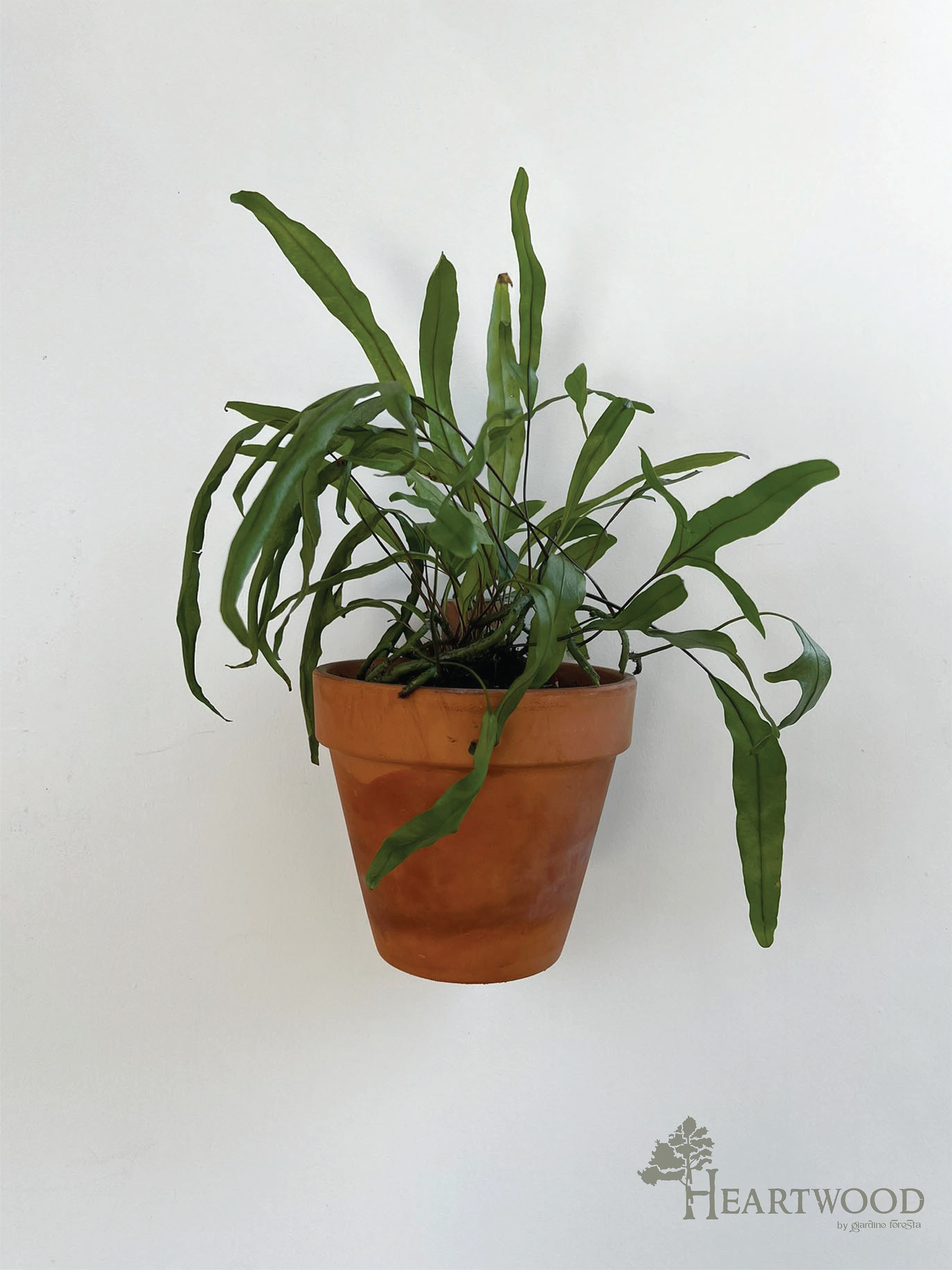 StraightSinglePlant.png