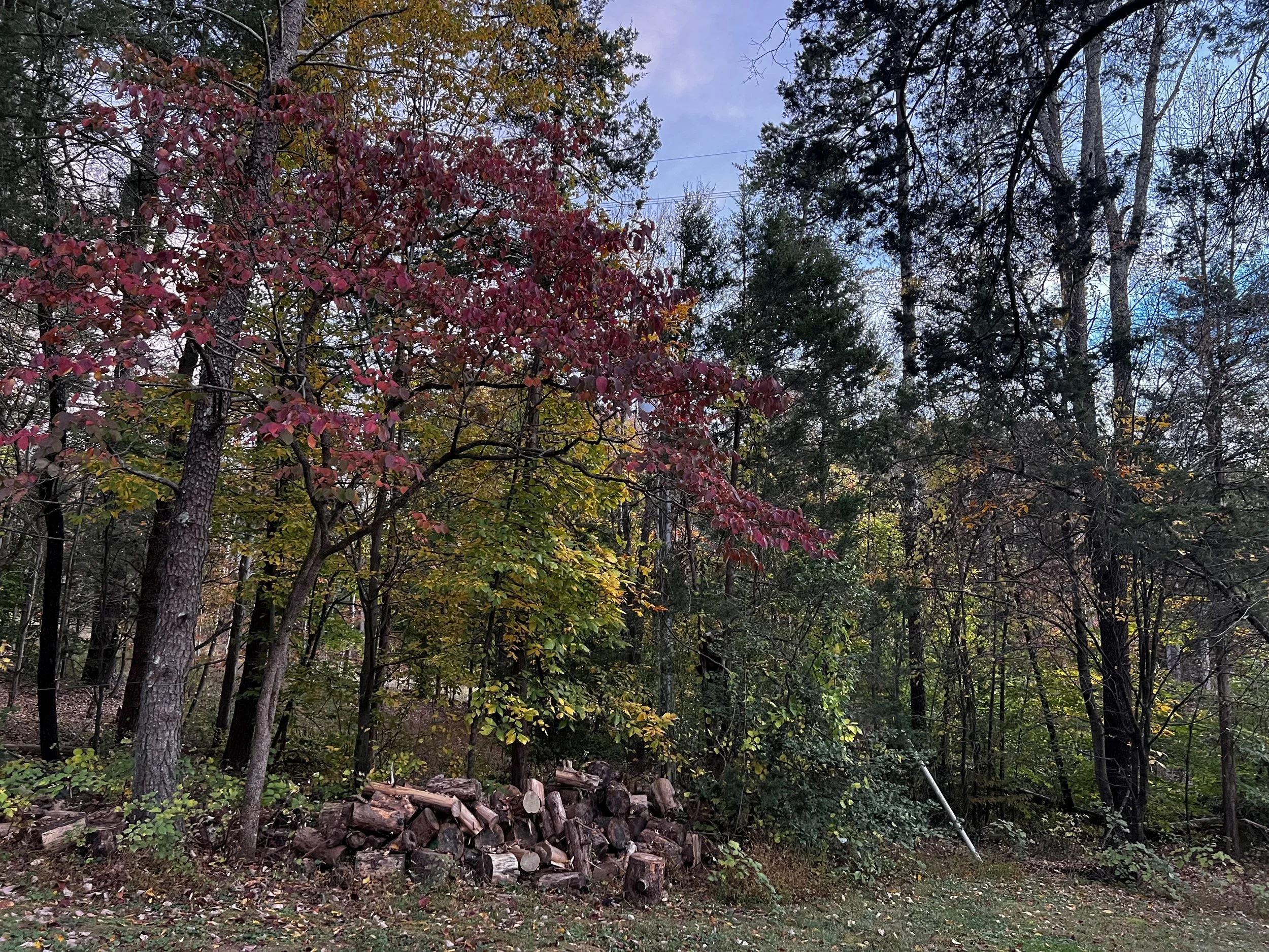 Leaves Are Not Garbage