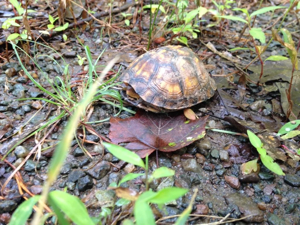 An Eastern Box Turtle, in it's shell, on a damp forest floor