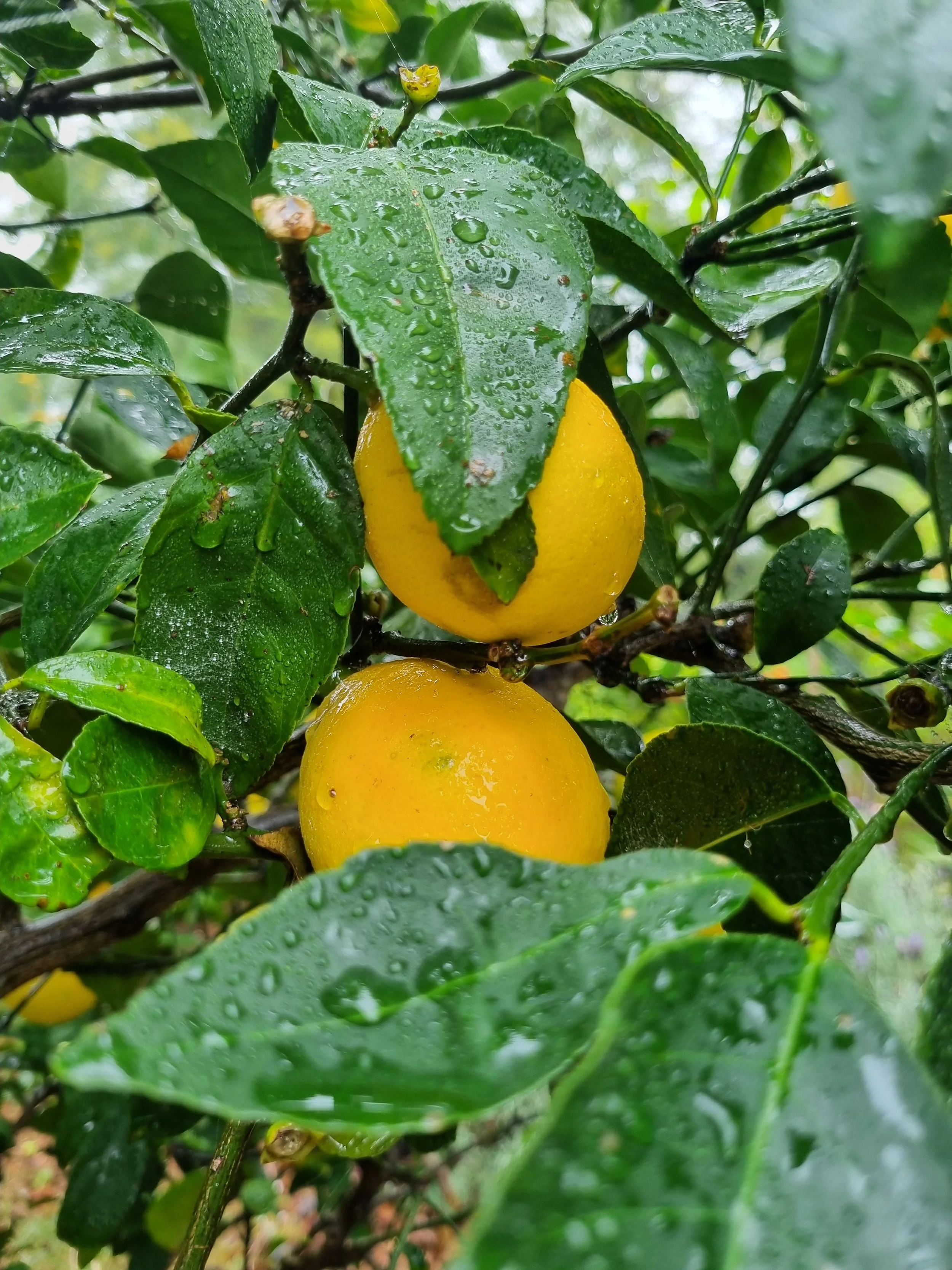 The Three Foundations of Digestive Healing