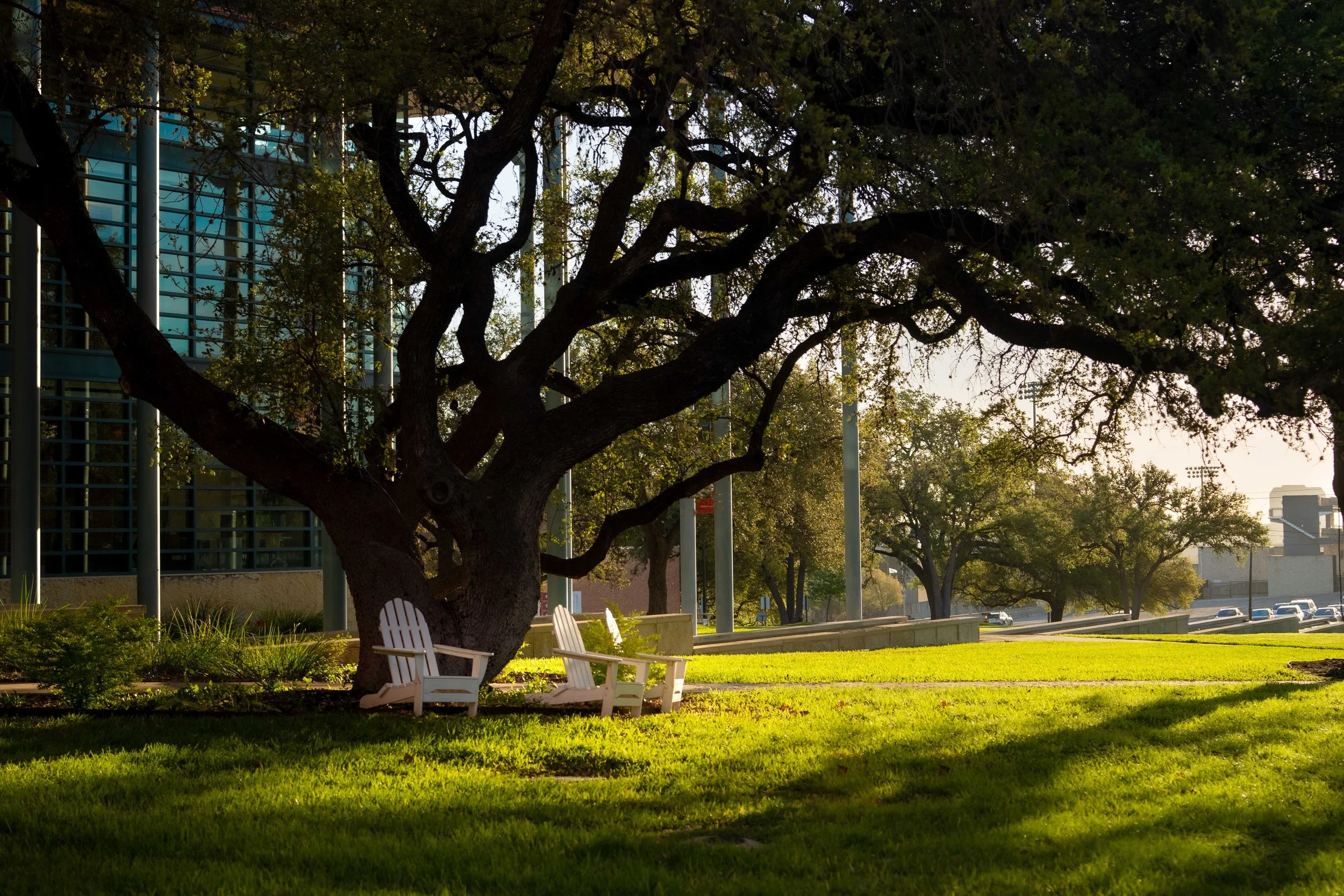 Trinity Sunshine-20260318-002.jpg