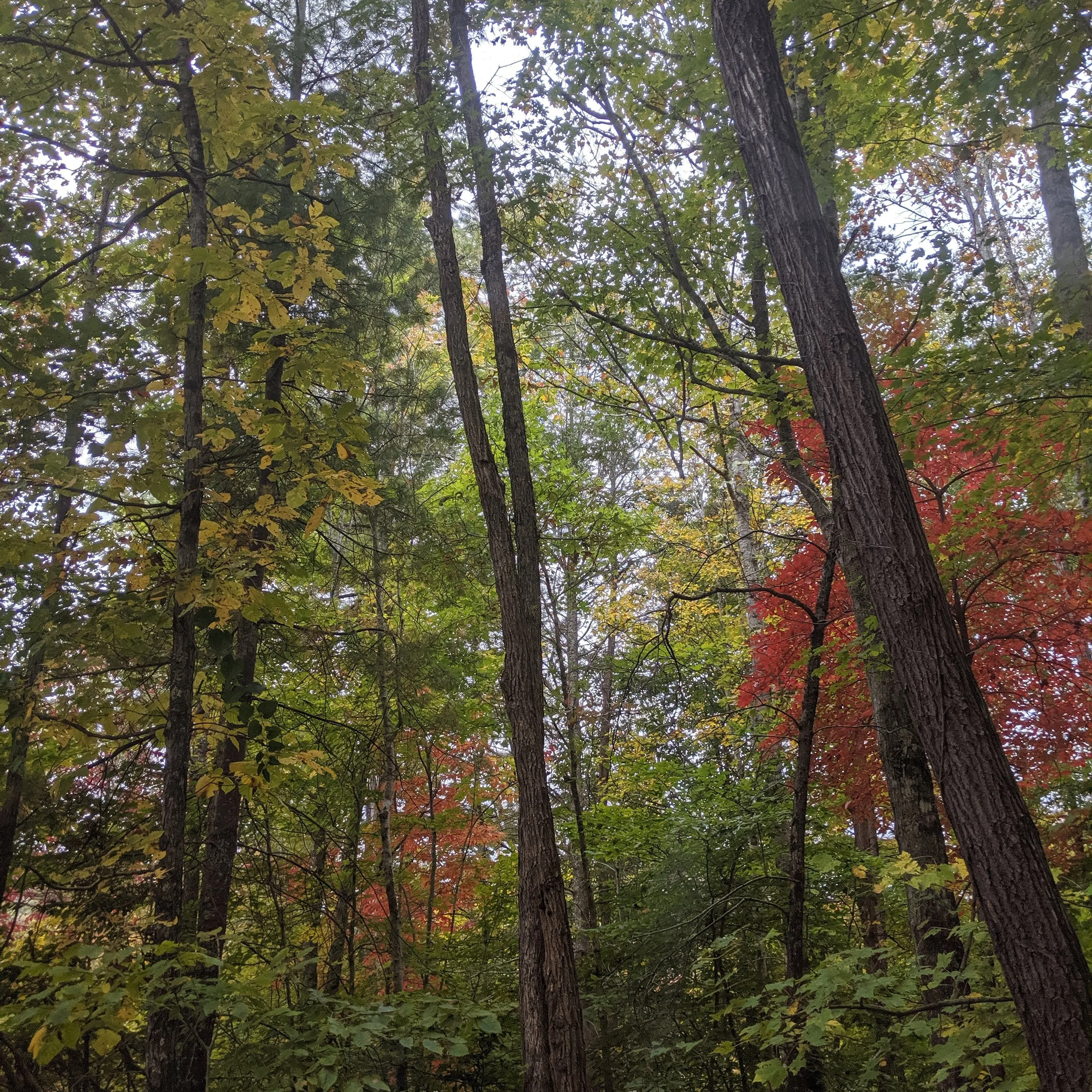 Autumn Attunement: Cultivating Harmony within Our Metal Element