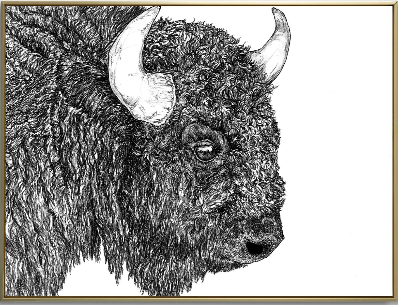THE BISON