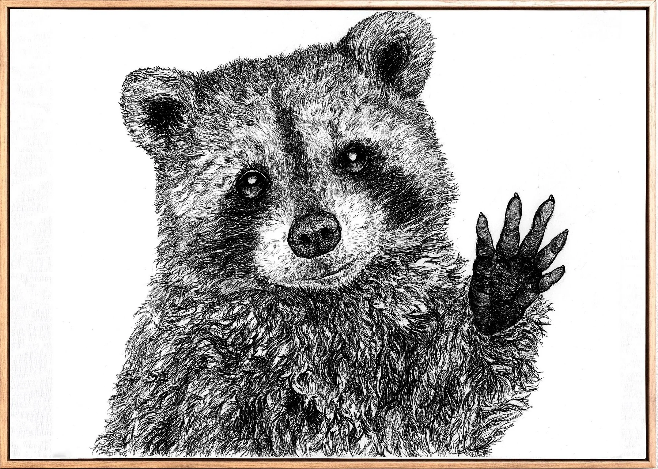 raccoon+2.jpg