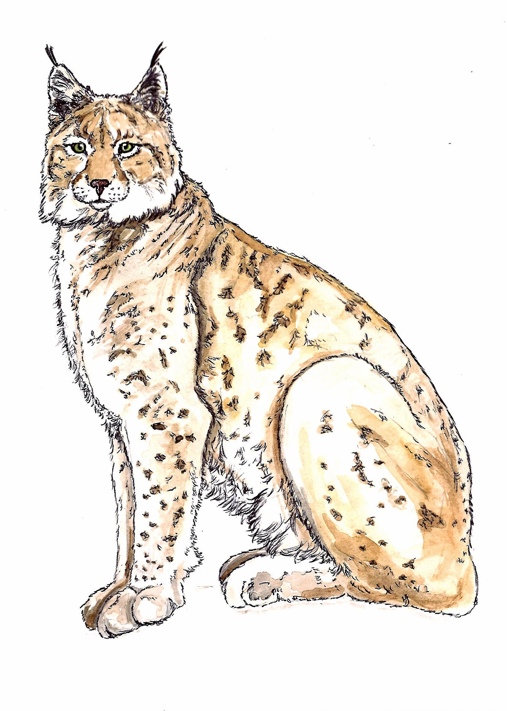 lynx.jpg