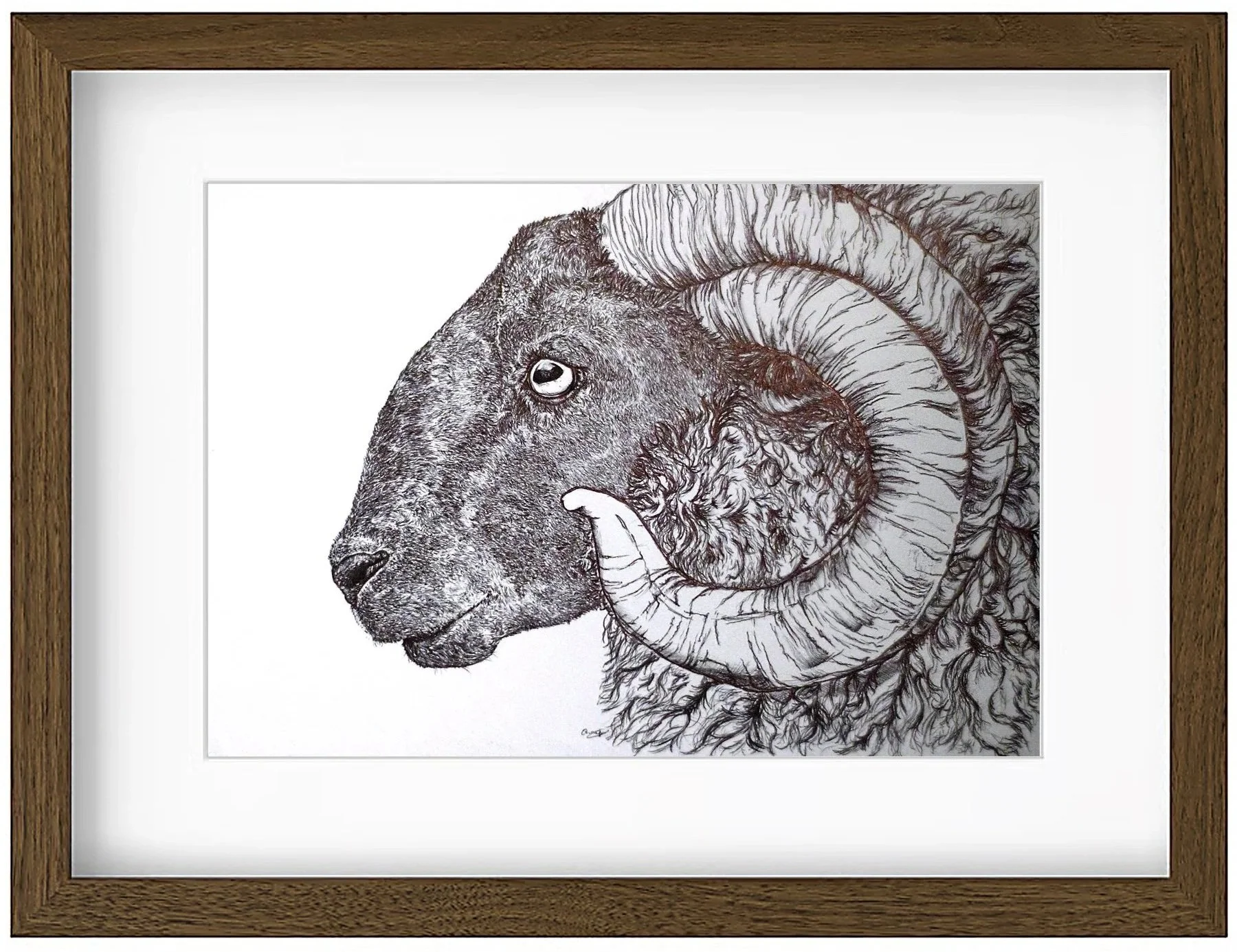 ram+framed2.jpg
