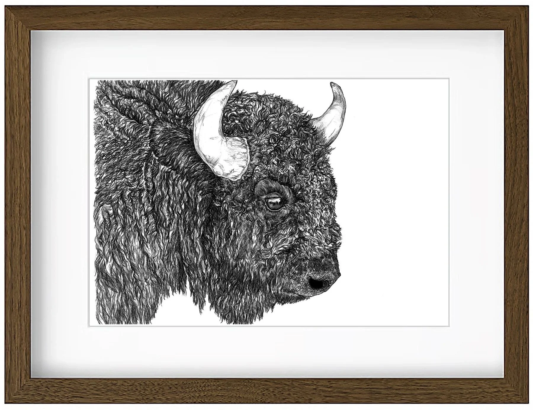 bison+framed2.jpg