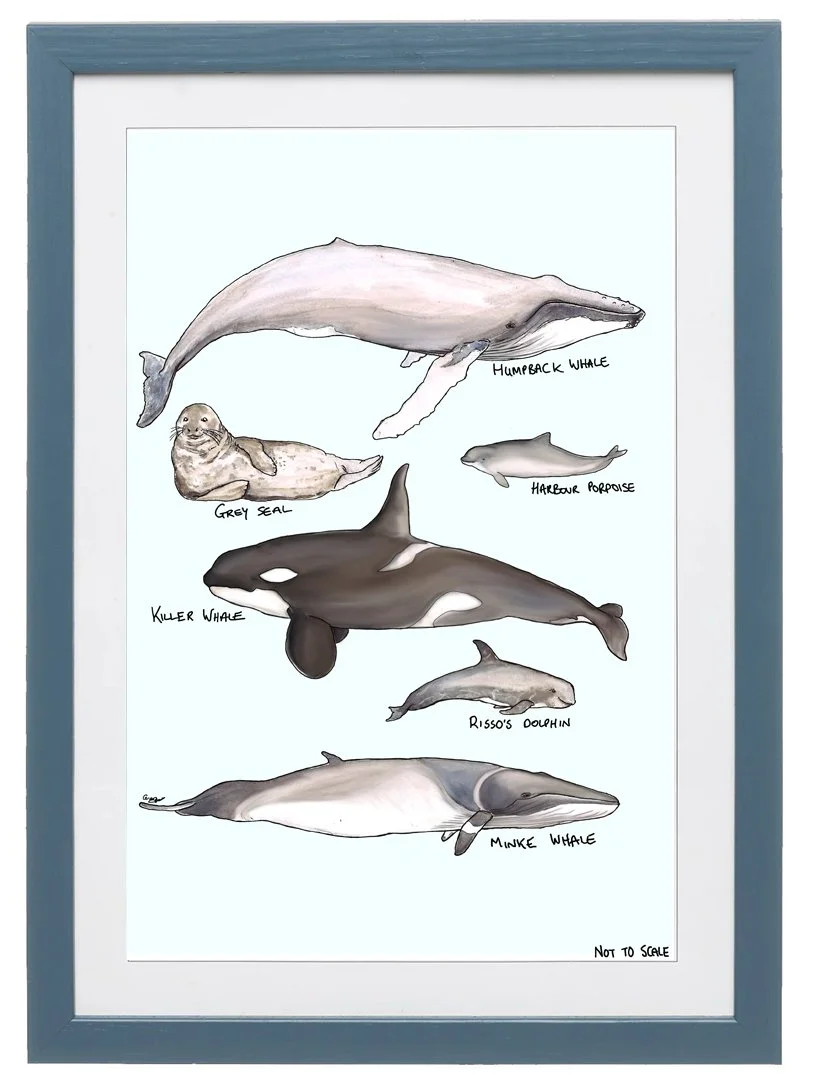 whales poster blue frame.jpg