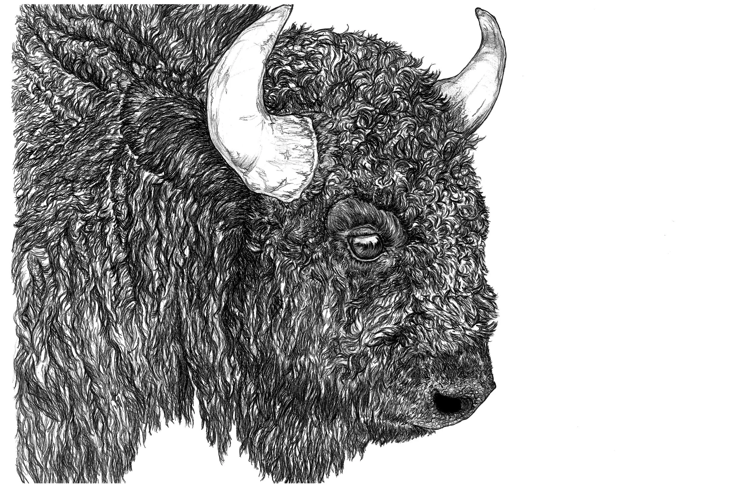 bison for vistaprint.jpg