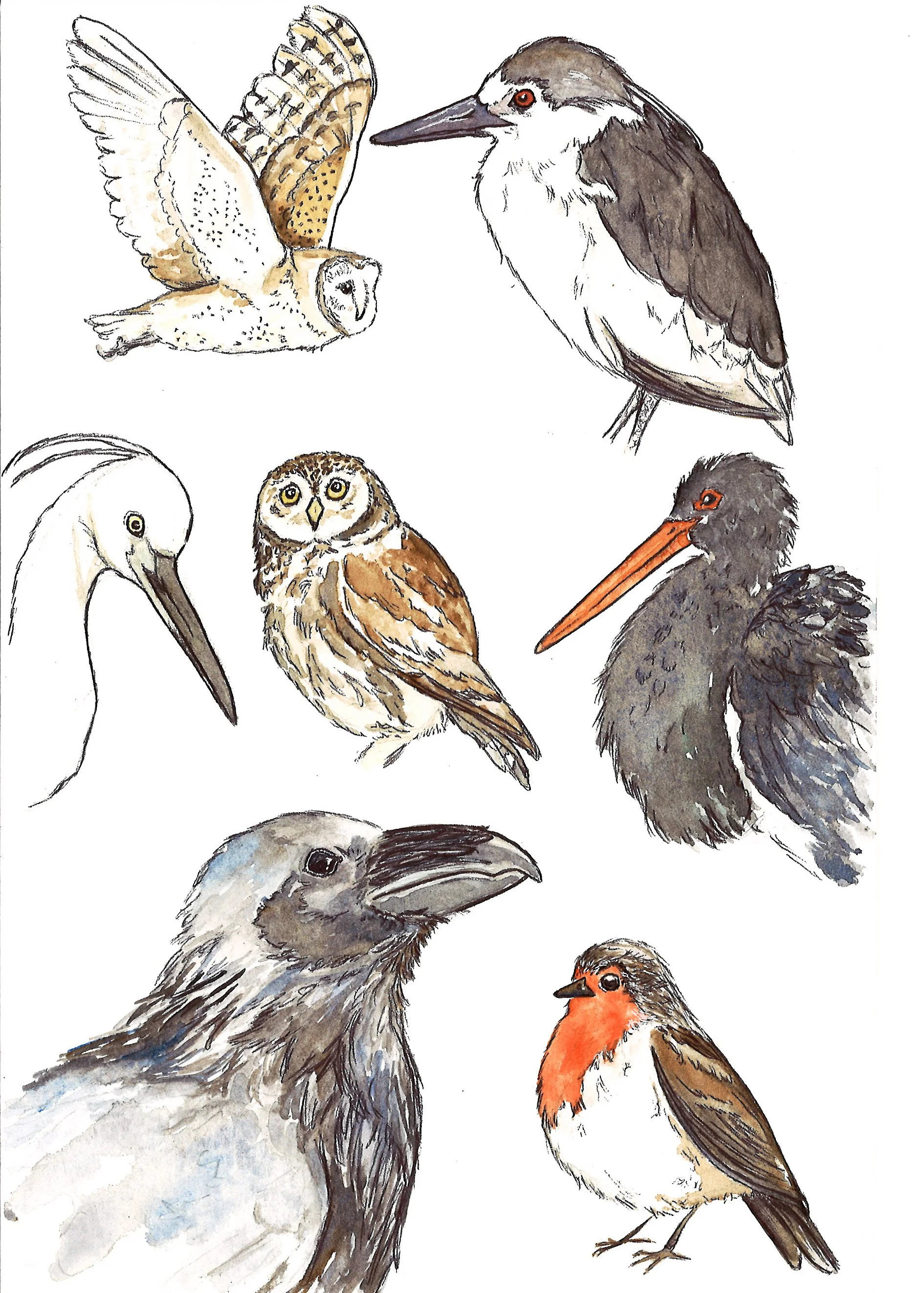 birds.jpg