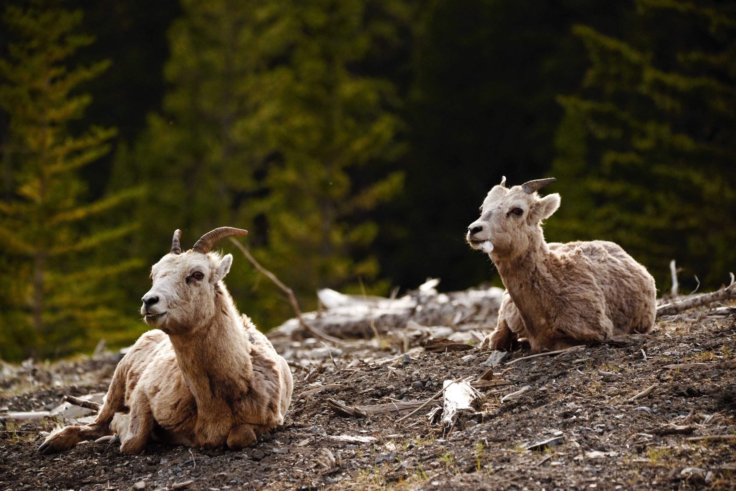 sheeps.jpg
