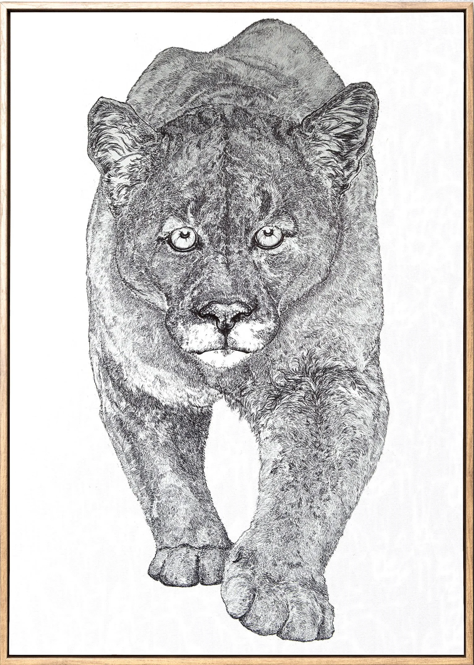cougar 2.jpg