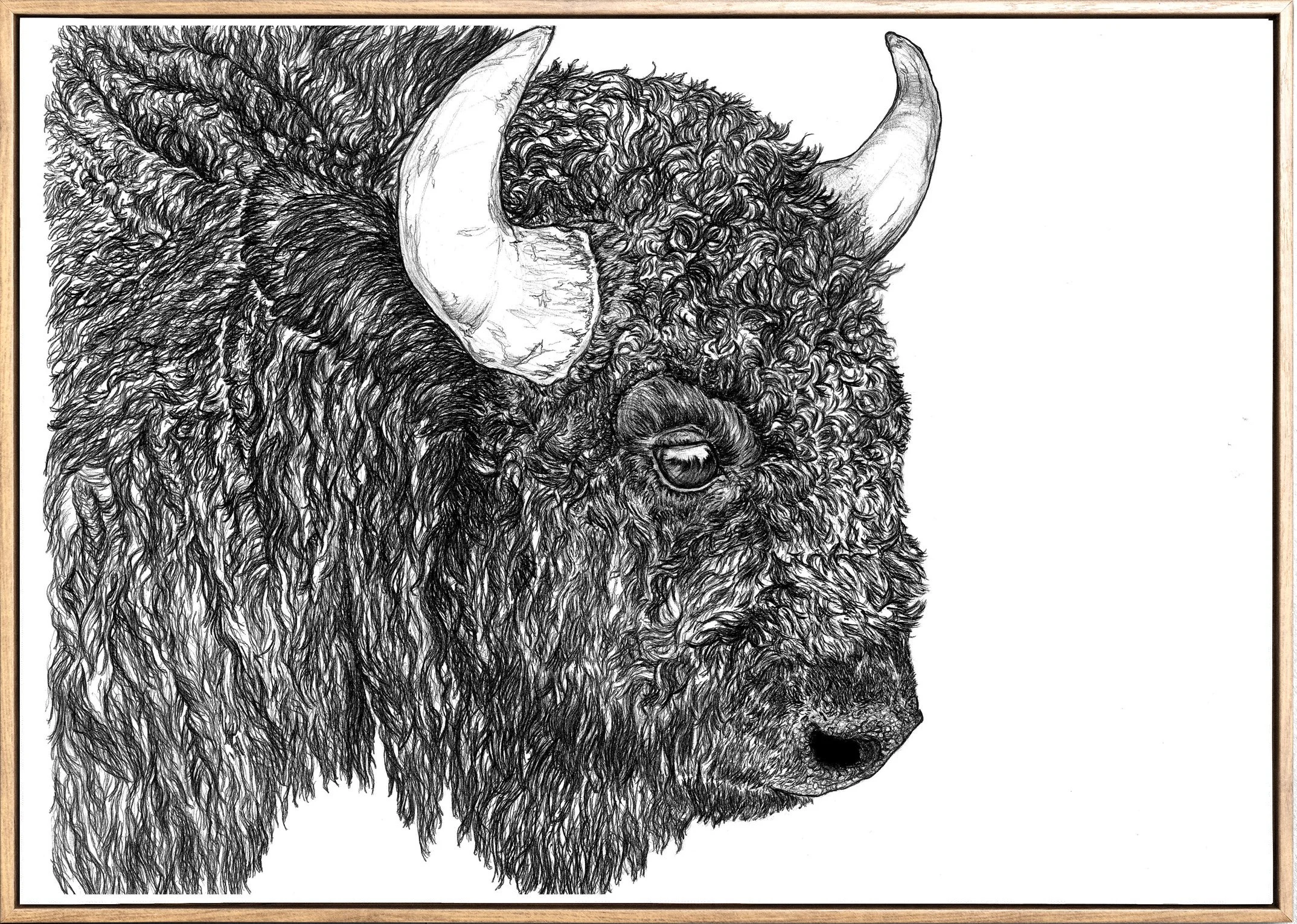 bison 2.jpg