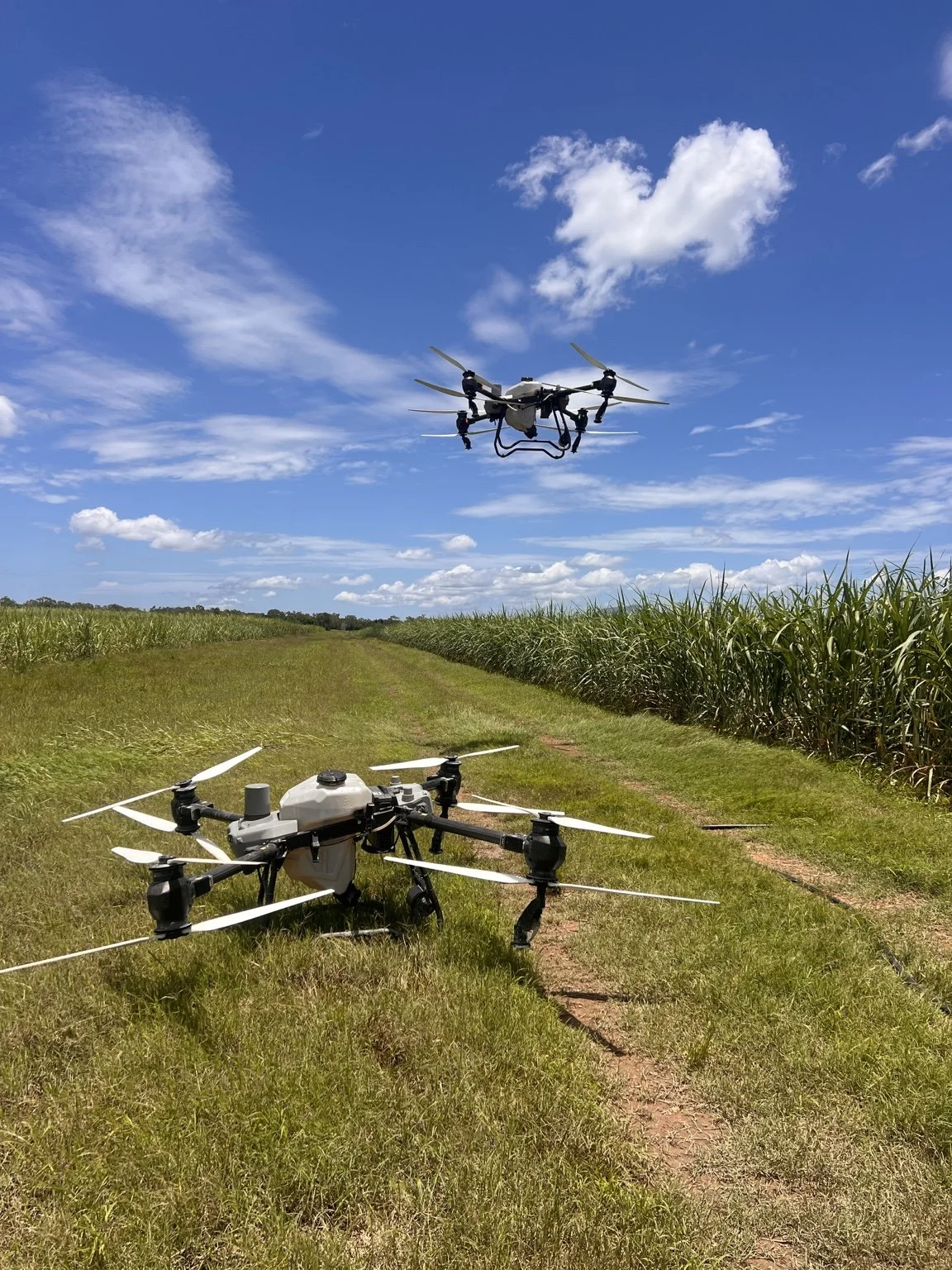 Two agricultural drones beside a sugarcane field, with one airborne and one on the ground.