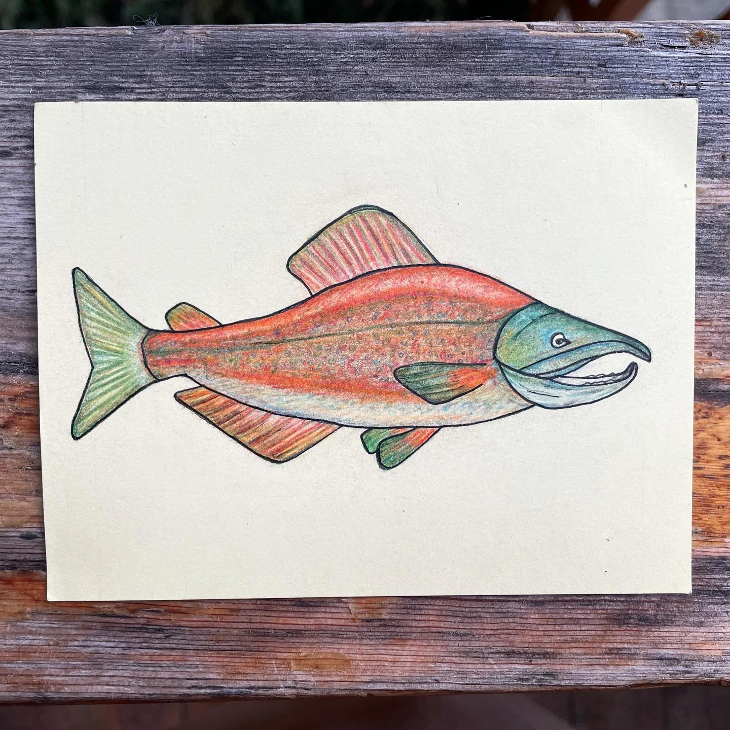 Sockeye 🎣
&mdash;
Pen and colored pencil on notecard.
#alaskaart #sockeyesalmon #drawing