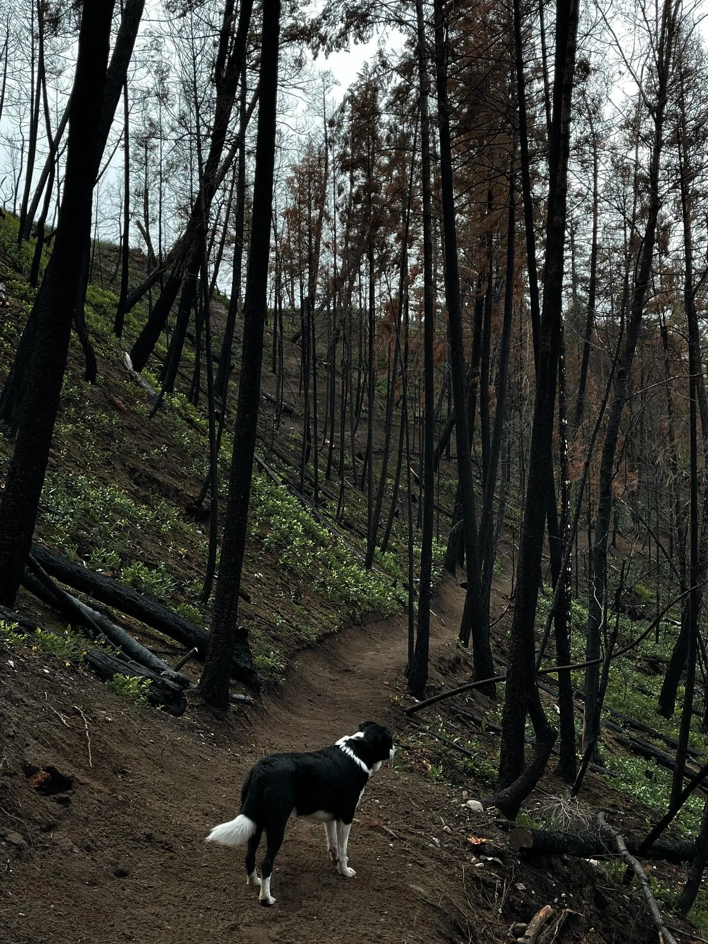 Bench cut Bob, working hard as always. It&rsquo;s such a treat being able to bring the dogs on the job more often than not. Bob dog gets employee of the month and will be receiving a special bonus (belly rubs) 

#oddjobsdaily #trailbuilder #dirtwork 