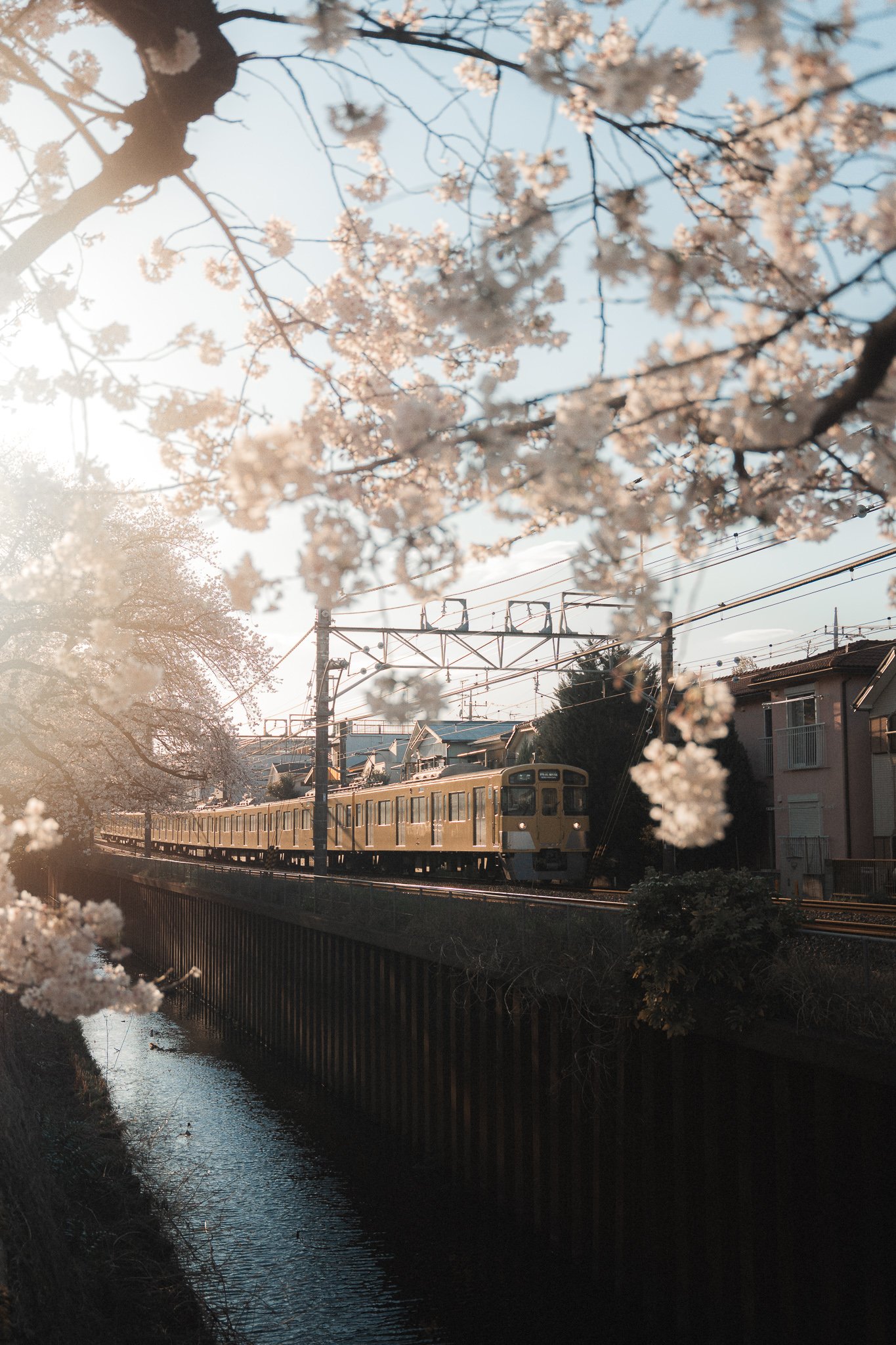 Train and Sakura Preview.jpg