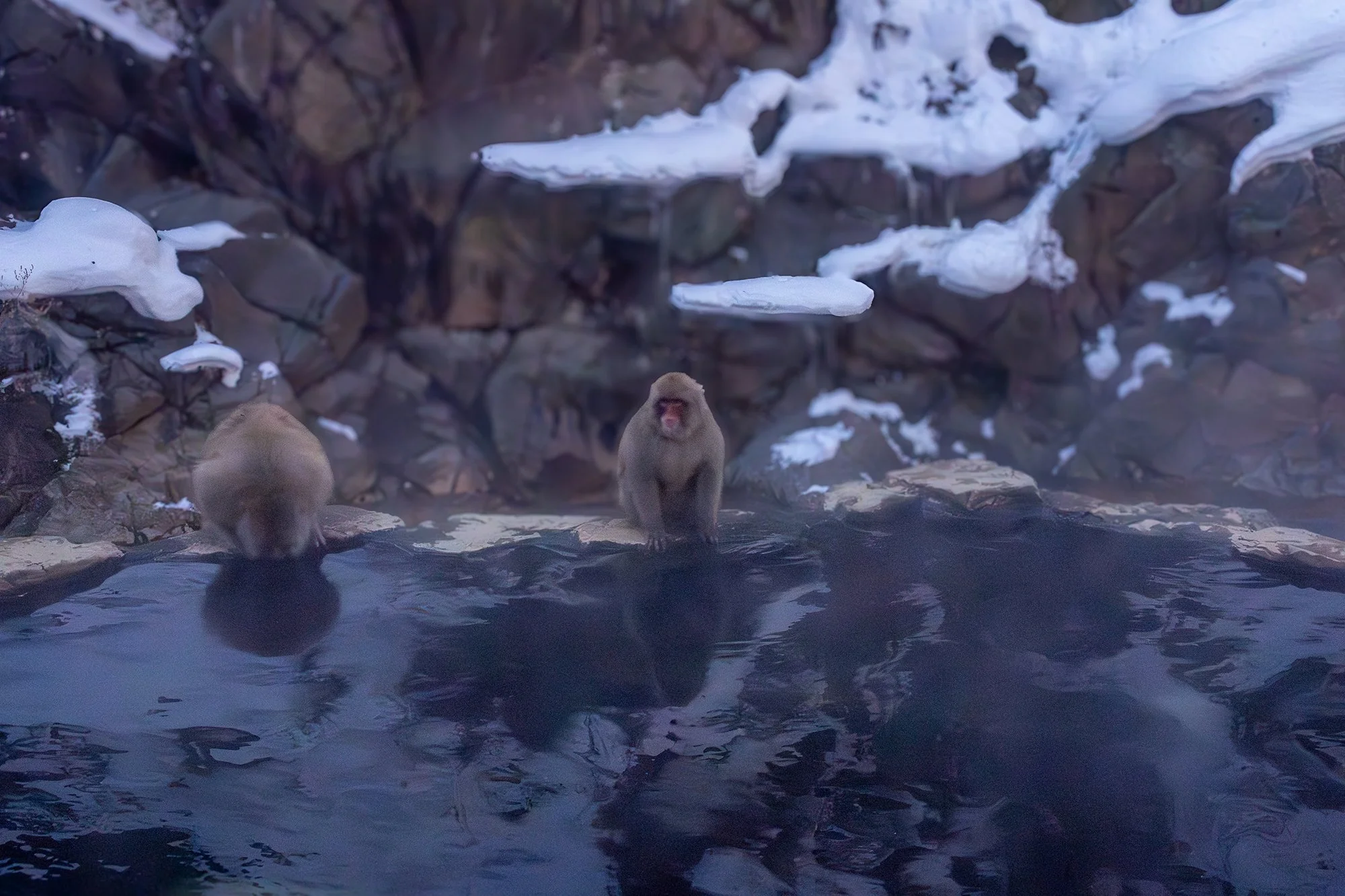 Snow Monkeys enjoying their onsen. Nagano, Japan.