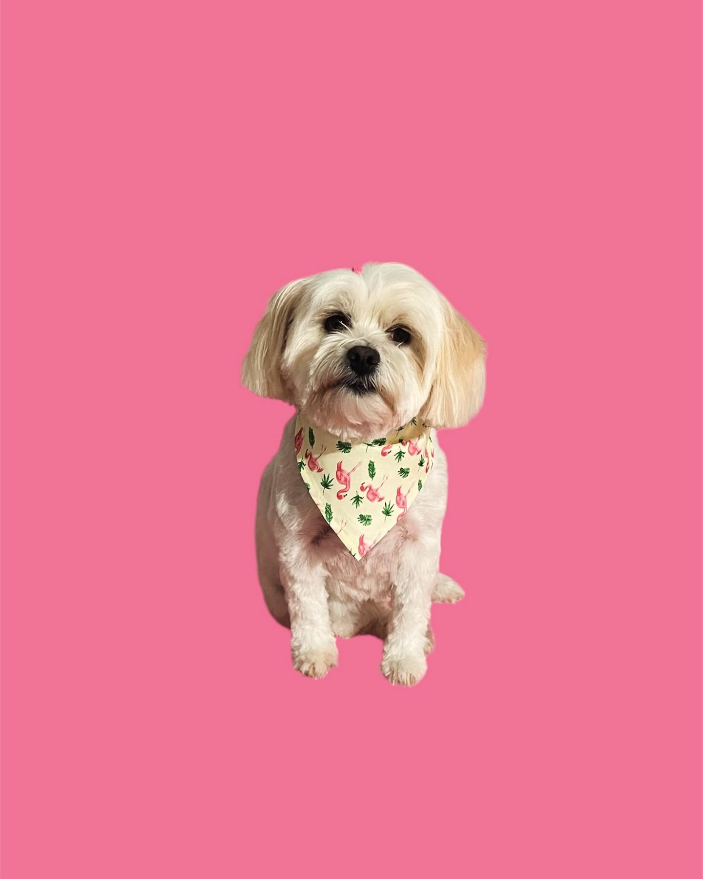 Tilly 💓
#doggroomersofinstagram #maltese #summerclip #dogoftheday