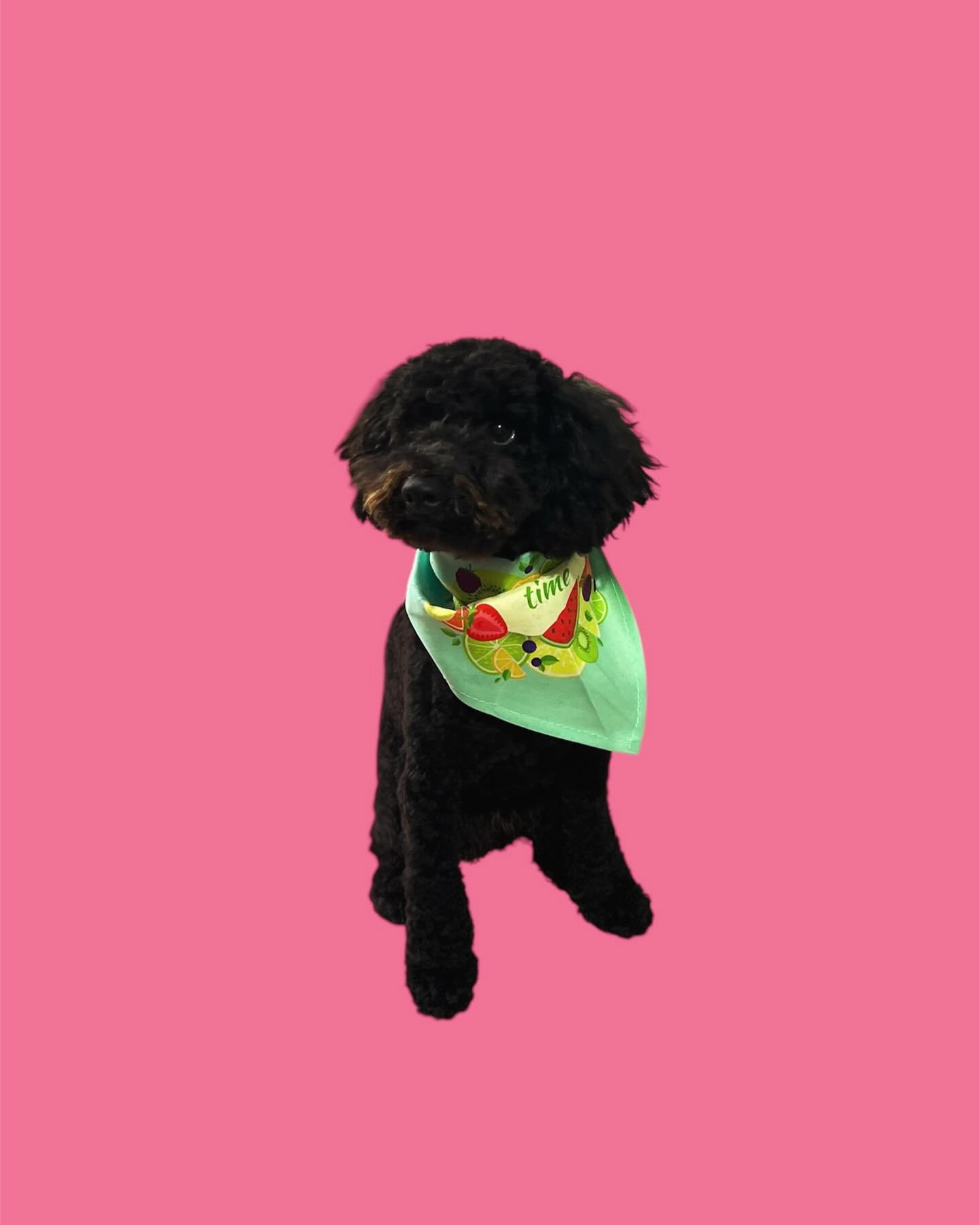 Freddy sporting a shorter coat for the warmer weather but of course keeping the mo! 💓
#doggroomersofinstagram #toypoodle #summerclip #dogoftheday