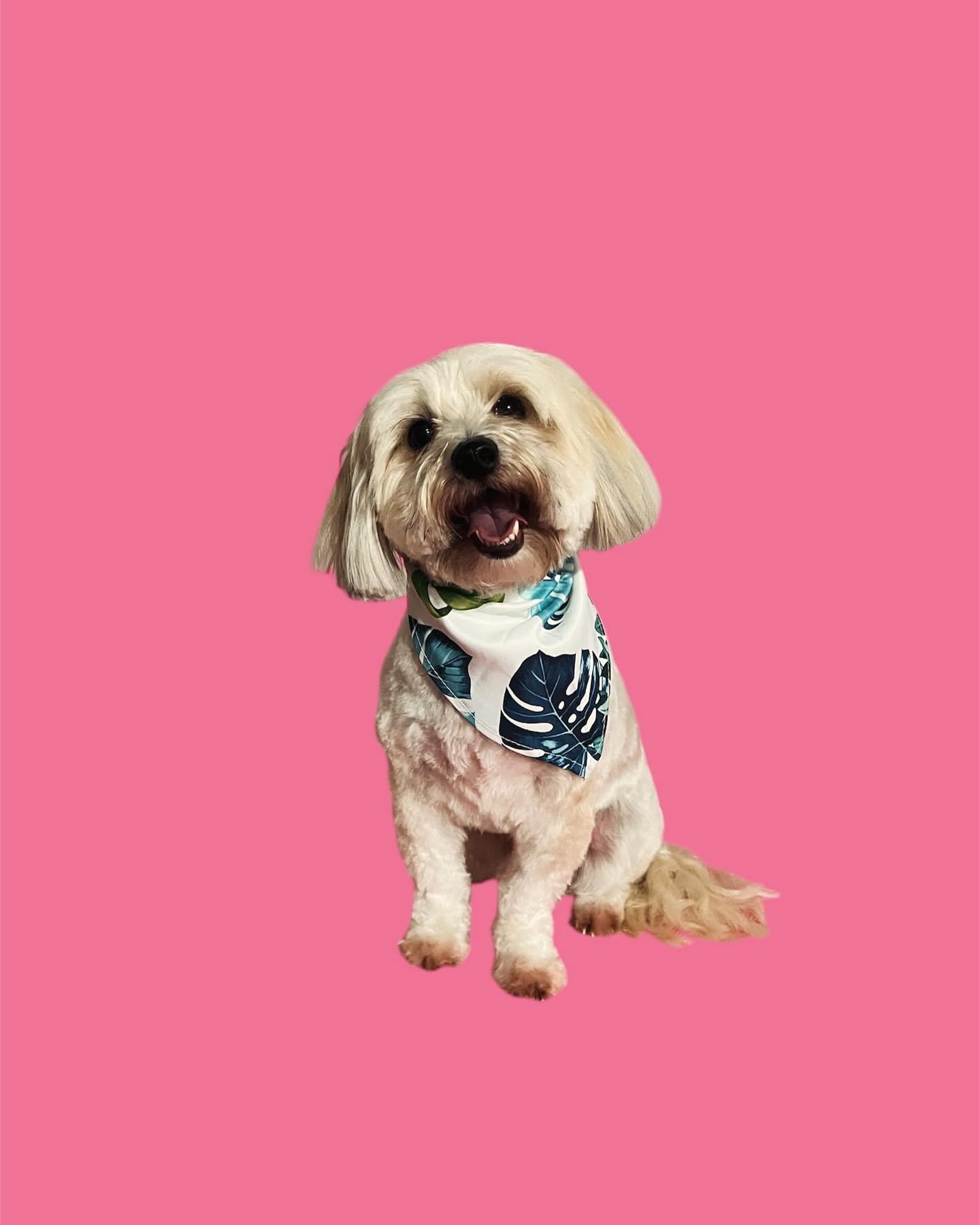 Little Bear showing off his beautiful smile after his groom, followed by some lovely feedback from Mum! It’s so important to me that the pups I groom have a positive experience and it’s so special to me when I receive messages like this o