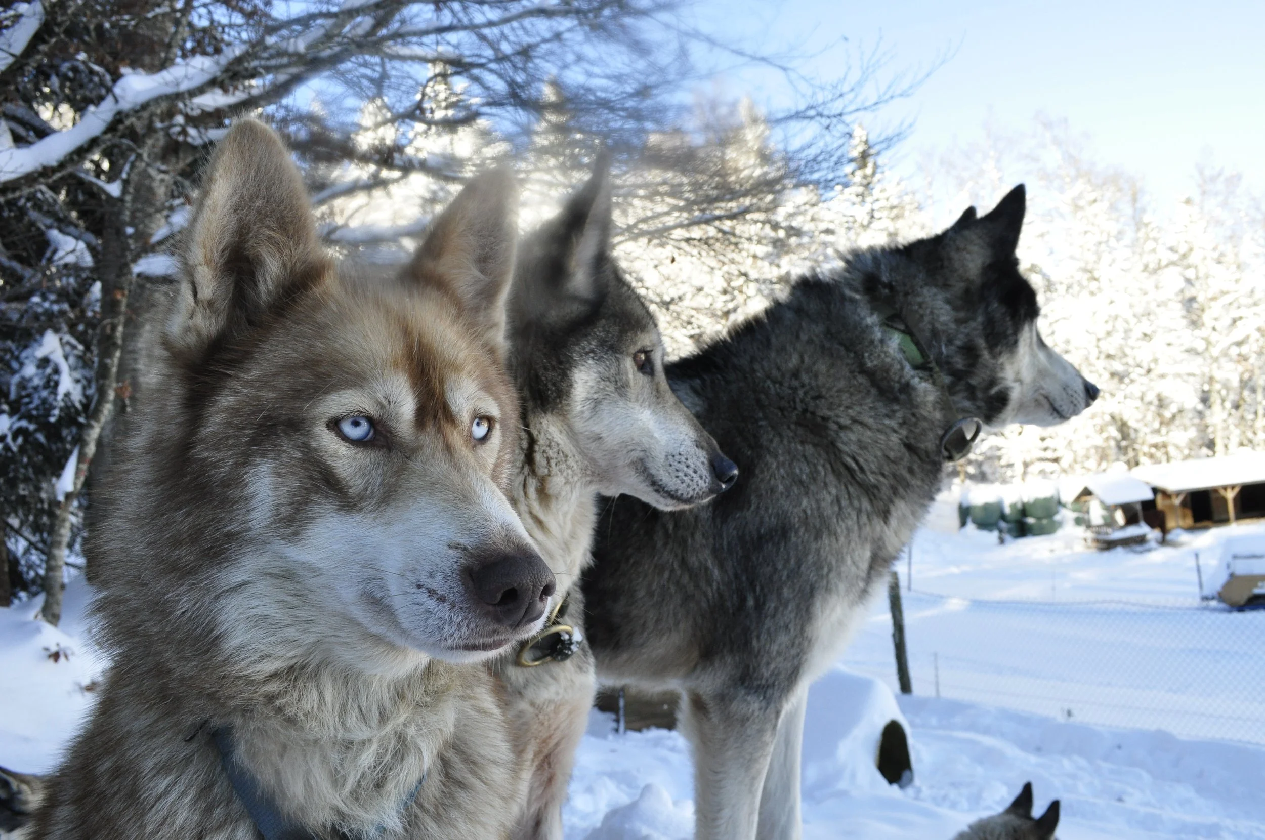 Jiri et ses 80 huskys