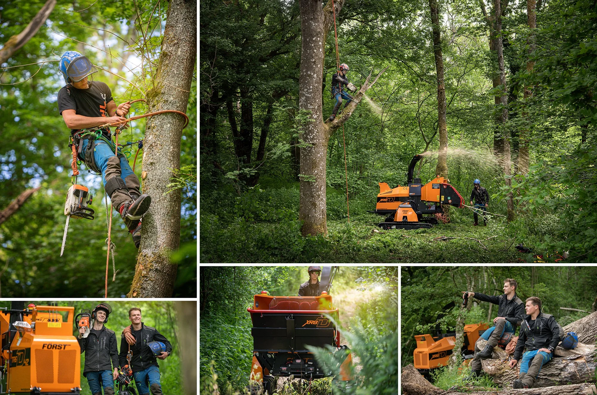 Arborist working in forest, photograph by Tim Wallace