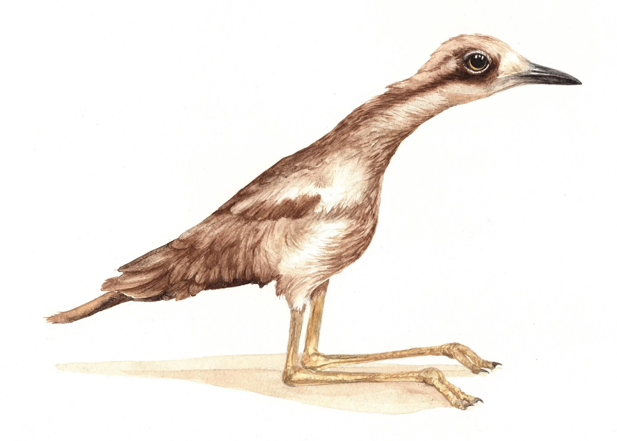 What _chu lookin at! 2 ST.jpg