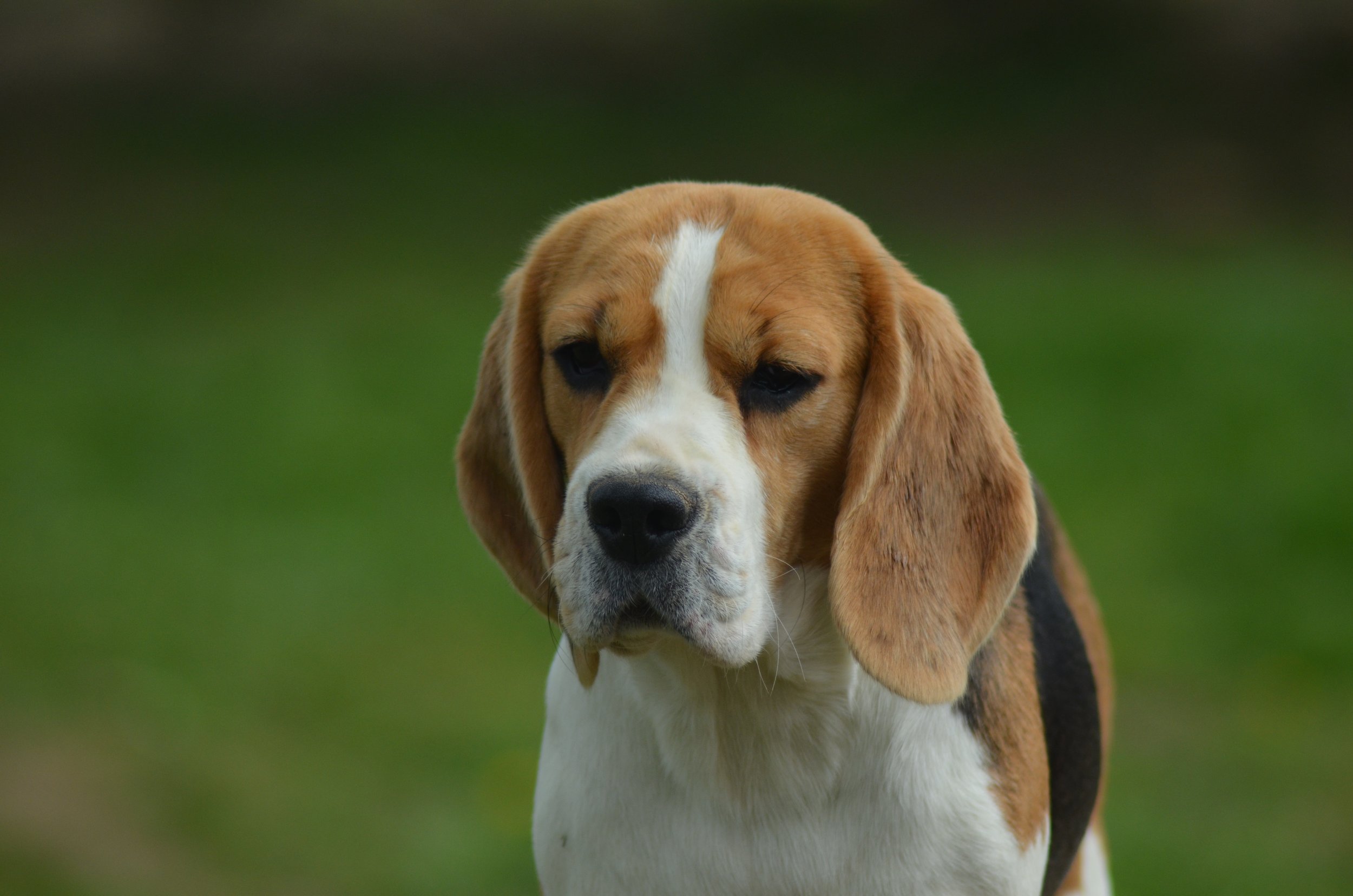 DSC_0207.JPG