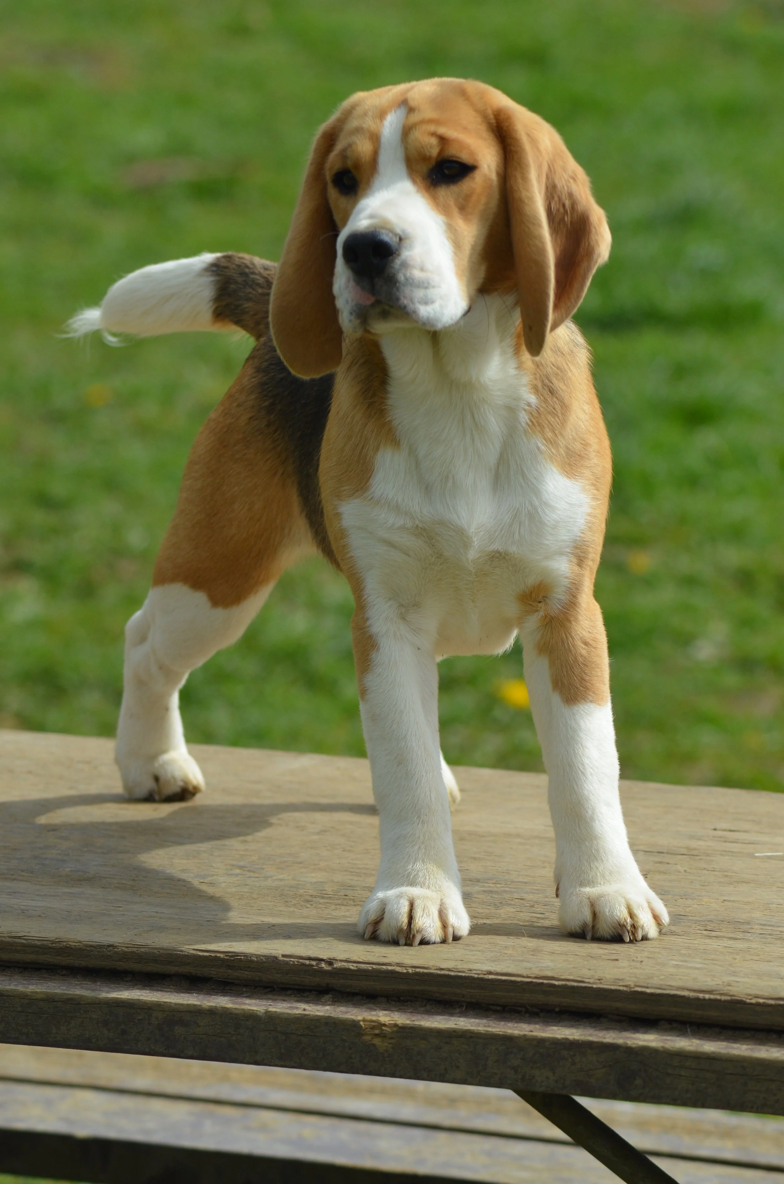 DSC_0216.JPG