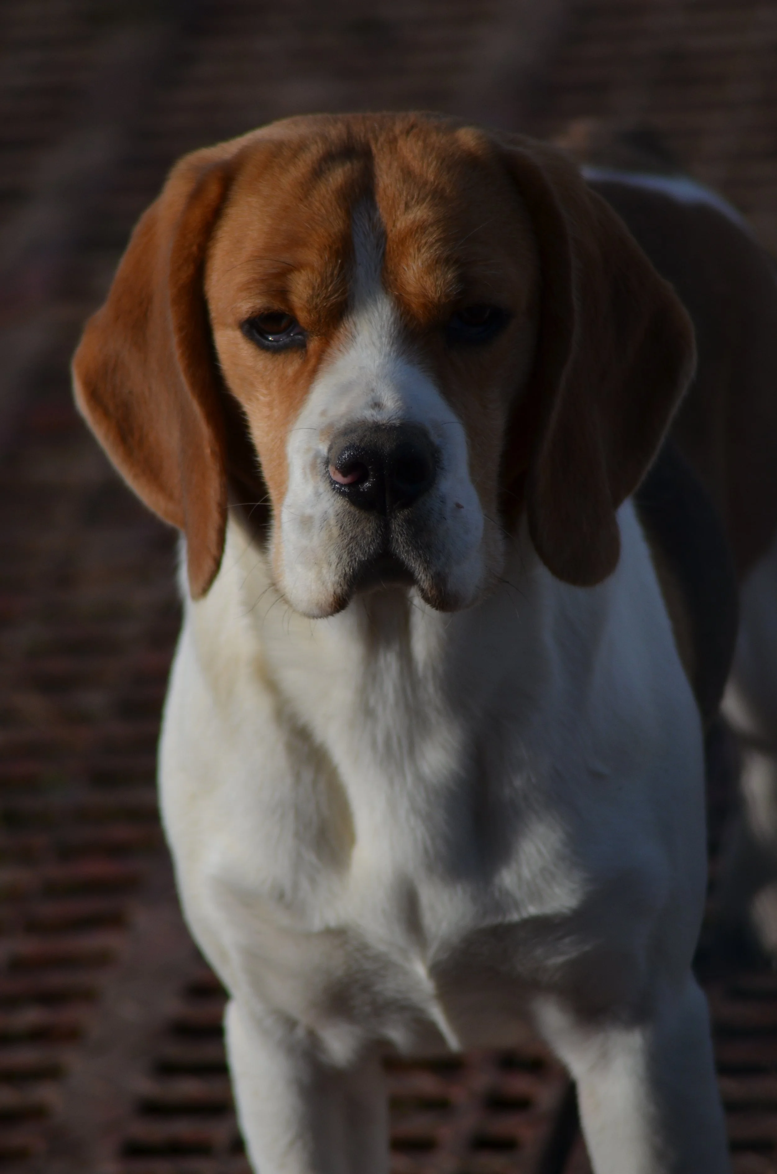 DSC_0320.JPG