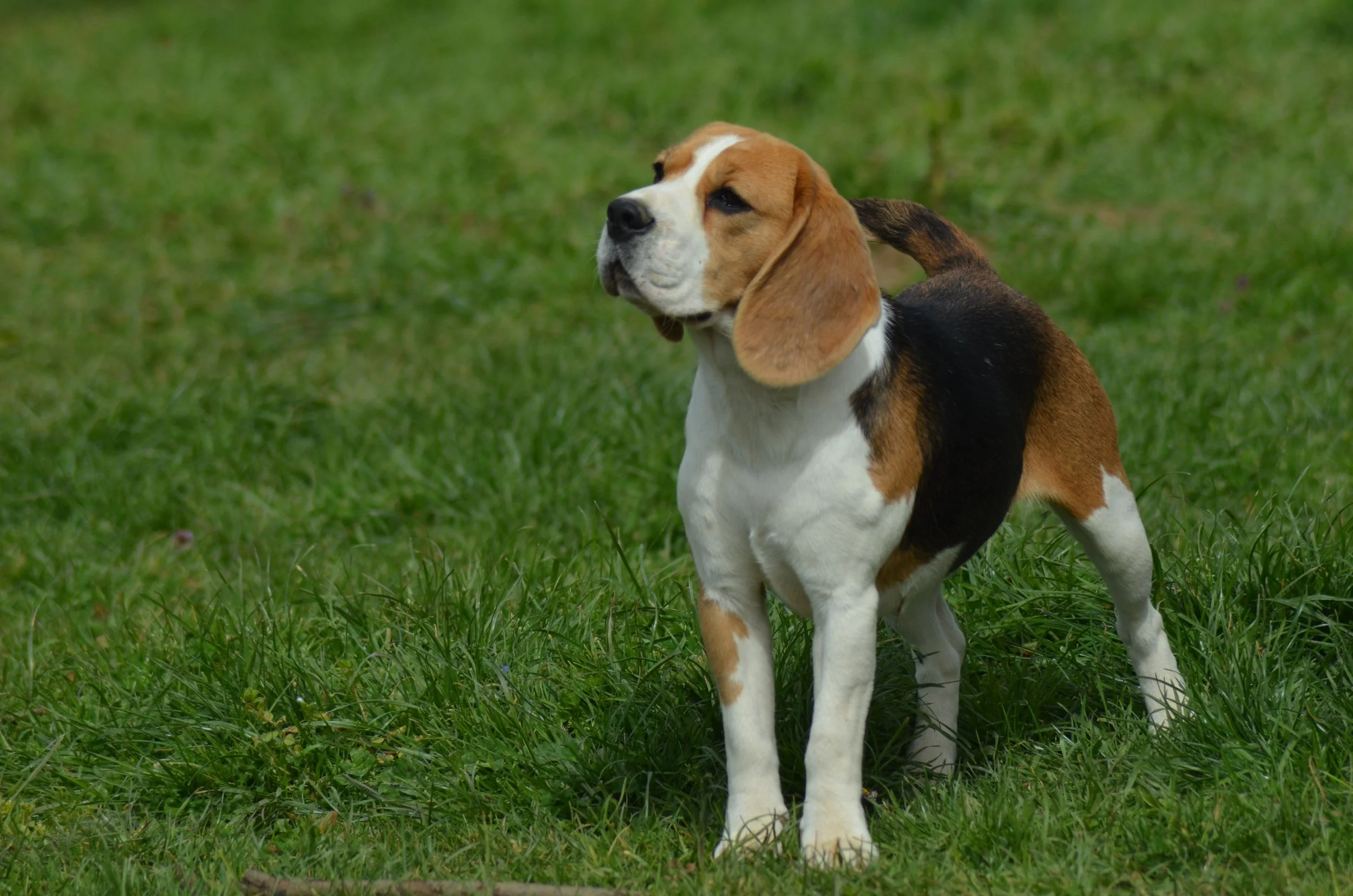 DSC_0177.JPG