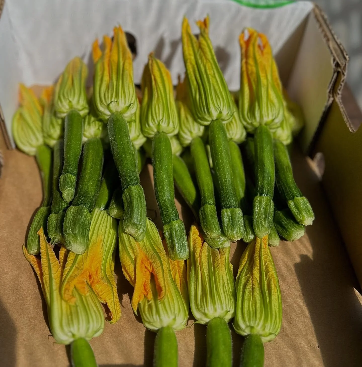 Hello spring

Tempura zucchini flowers, lemon ricotta

On the menu from tonight x