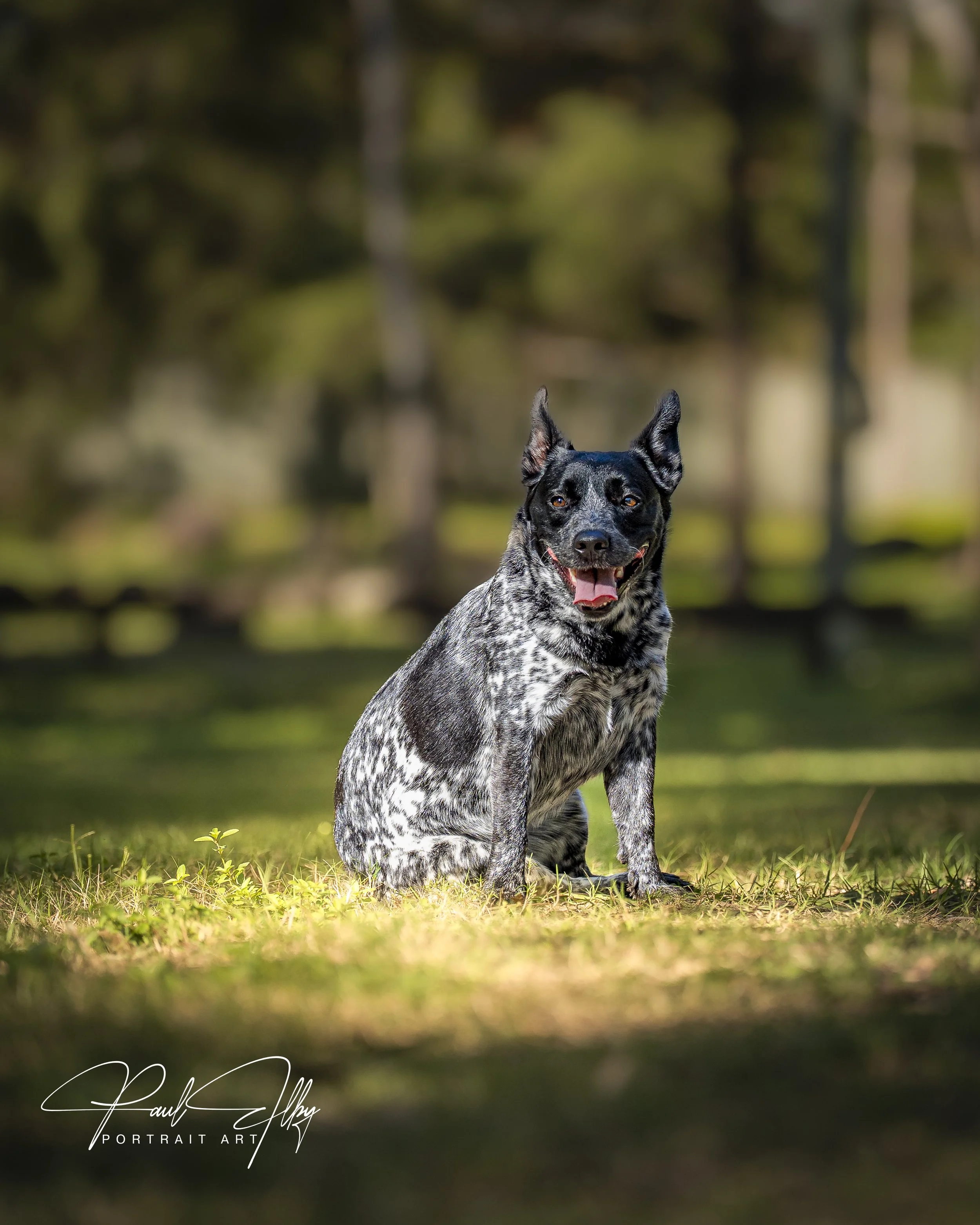 Paul Elby Pet Photography