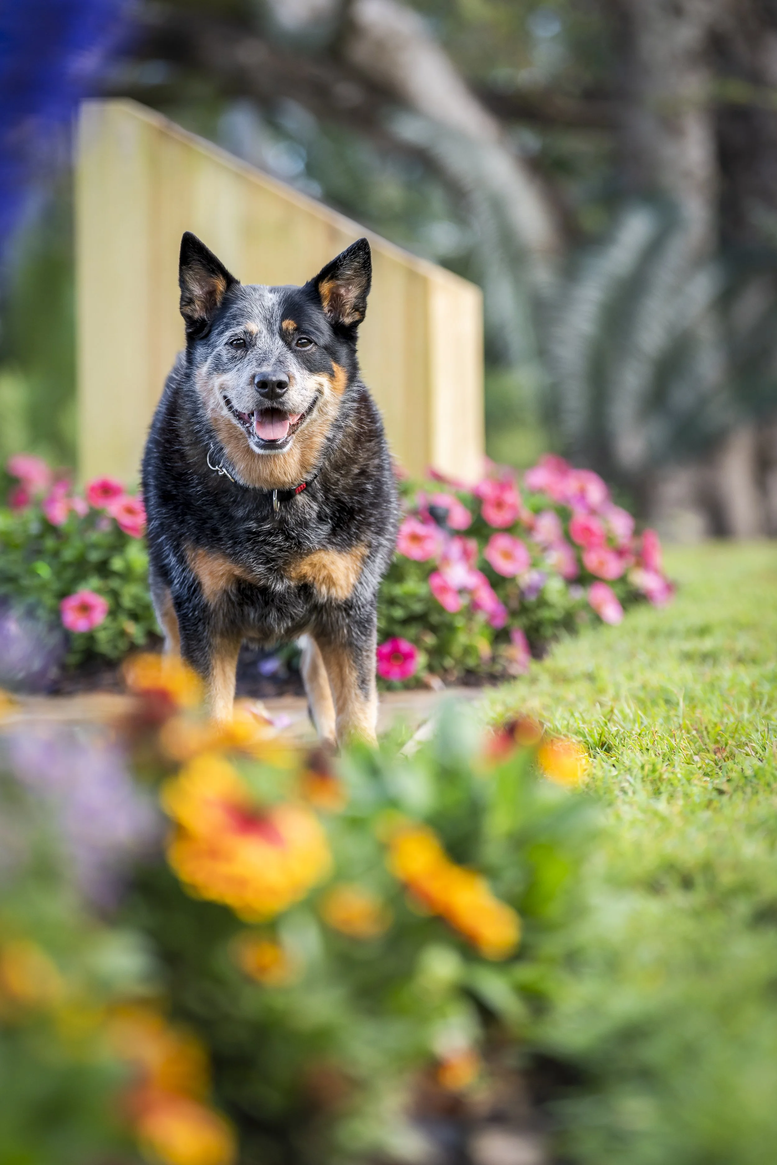 dog photo roma street Brisban
