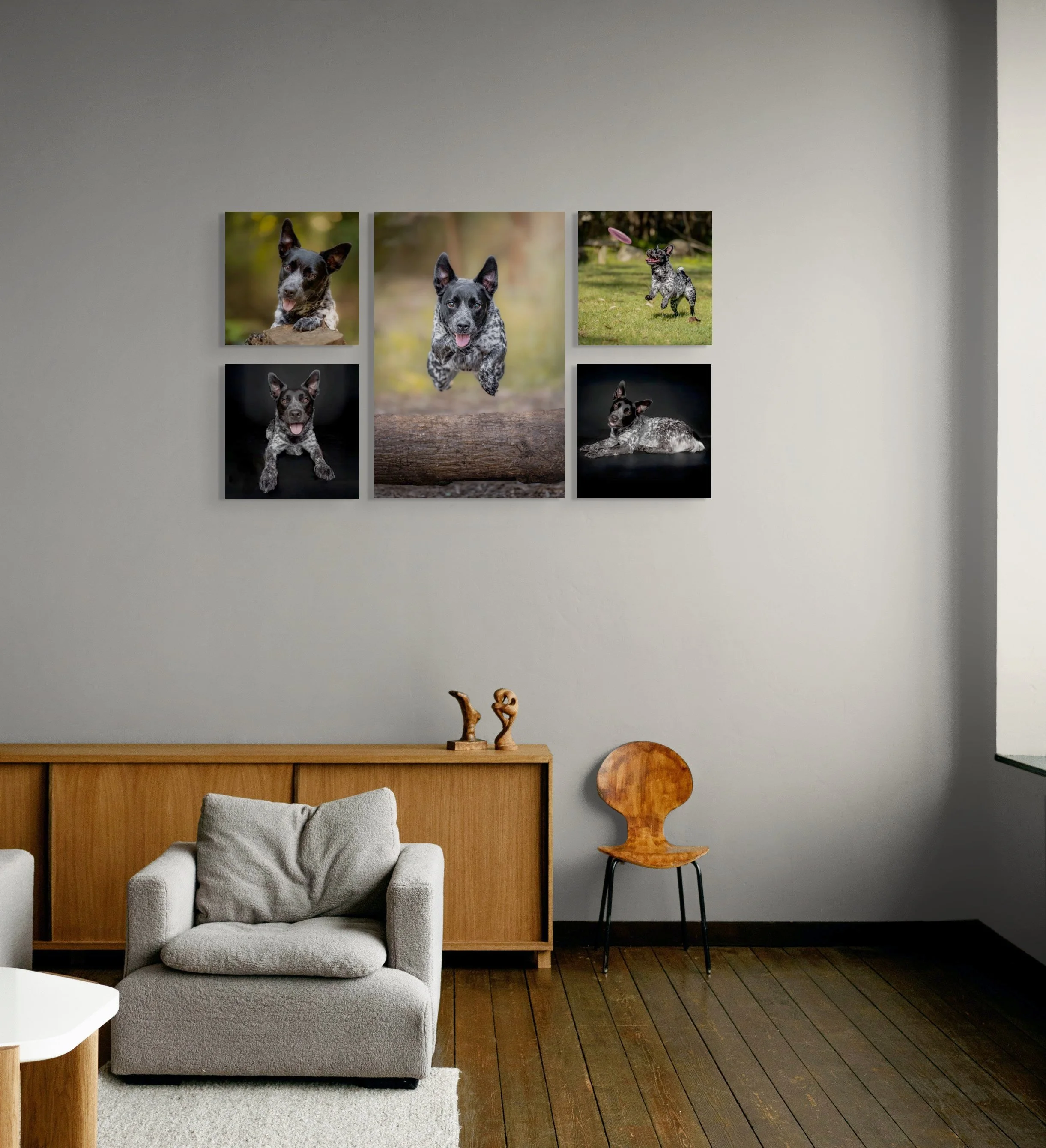 pet photography Brisbane