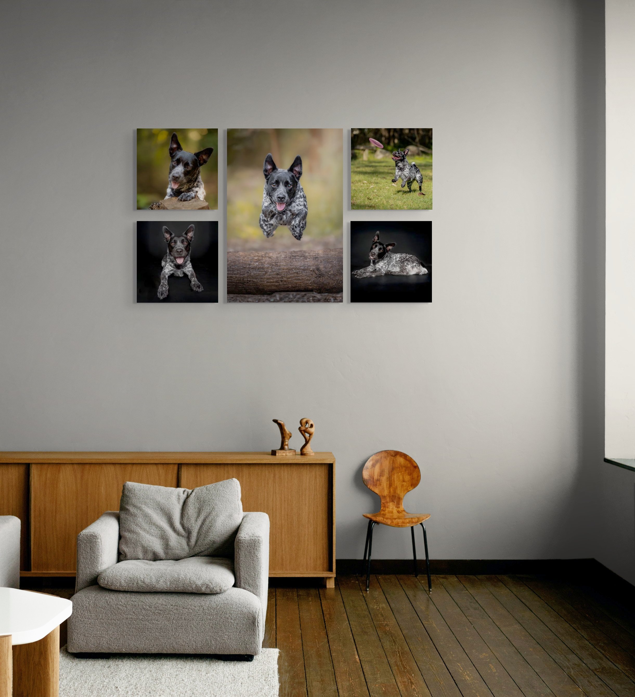 Signature dog portrait session in Brisbane